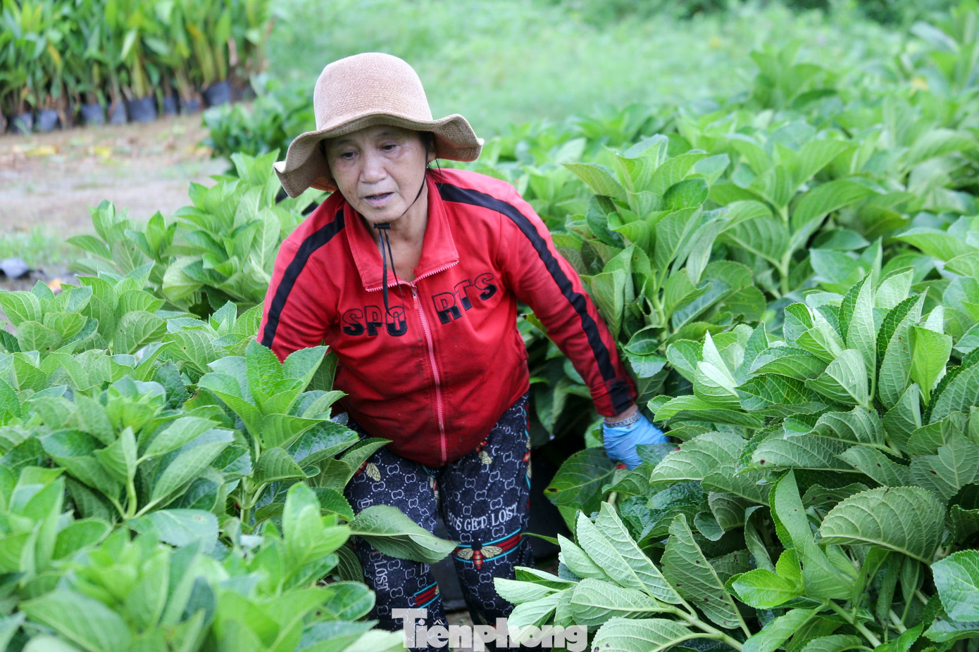 Nông dân tại các vùng trồng hoa ở Đà Nẵng cho biết, thời tiết năm nay phức tạp hơn mọi năm. Mưa nhiều đã ảnh hưởng rất lớn đến sự phát triển của các loại hoa. Trong khi đó lại có những ngày nắng nóng đột ngột khiến cây hoa bị sốc nhiệt, hoa nở sớm, không đều. Nông dân tại các vùng trồng hoa ở Đà Nẵng cho biết, thời tiết năm nay phức tạp hơn mọi năm. Mưa nhiều đã ảnh hưởng rất lớn đến sự phát triển của các loại hoa. Trong khi đó lại có những ngày nắng nóng đột ngột khiến cây hoa bị sốc nhiệt, hoa nở sớm, không đều.