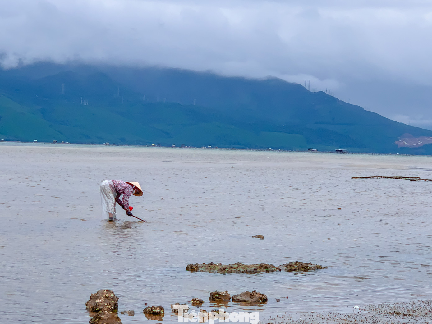 Việc cào nghêu, sò phụ thuộc vào mực nước lên, xuống. Sáng sớm là lúc nước rút nên người dân phải tranh thủ để thu hoạch.
