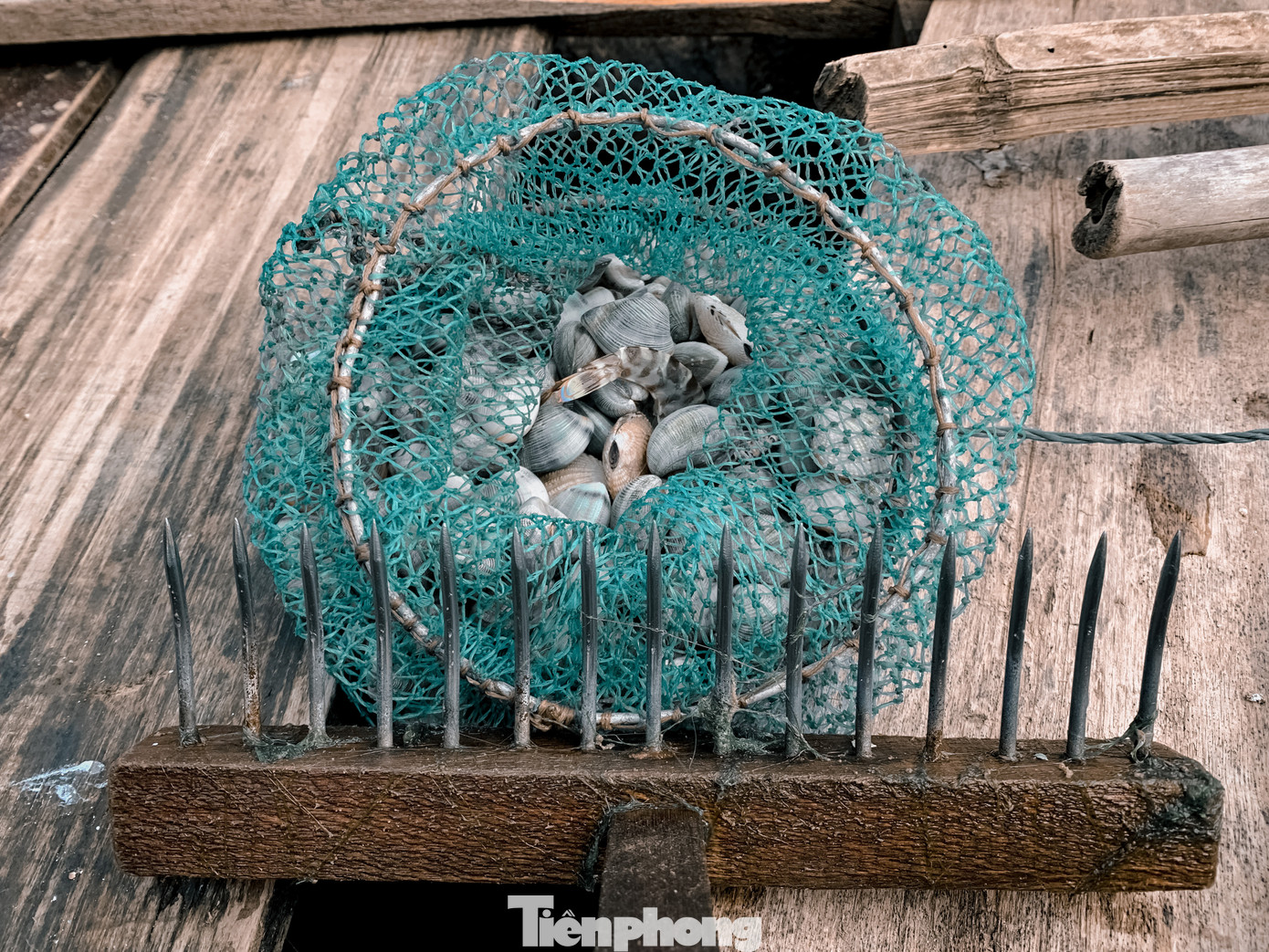 Dụng cụ để cào nghêu, sò của những người dân là một chiếc cào mini bằng sắt để dễ dàng đào bới và một túi đựng sò.