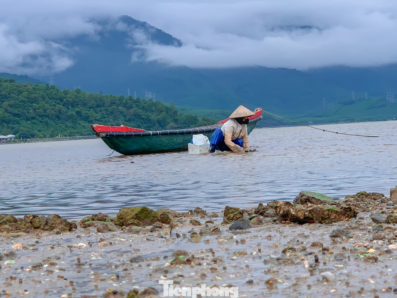 Việc cào nghêu, sò phụ thuộc vào mực nước lên, xuống. Sáng sớm là lúc nước rút nên người dân phải tranh thủ để thu hoạch.