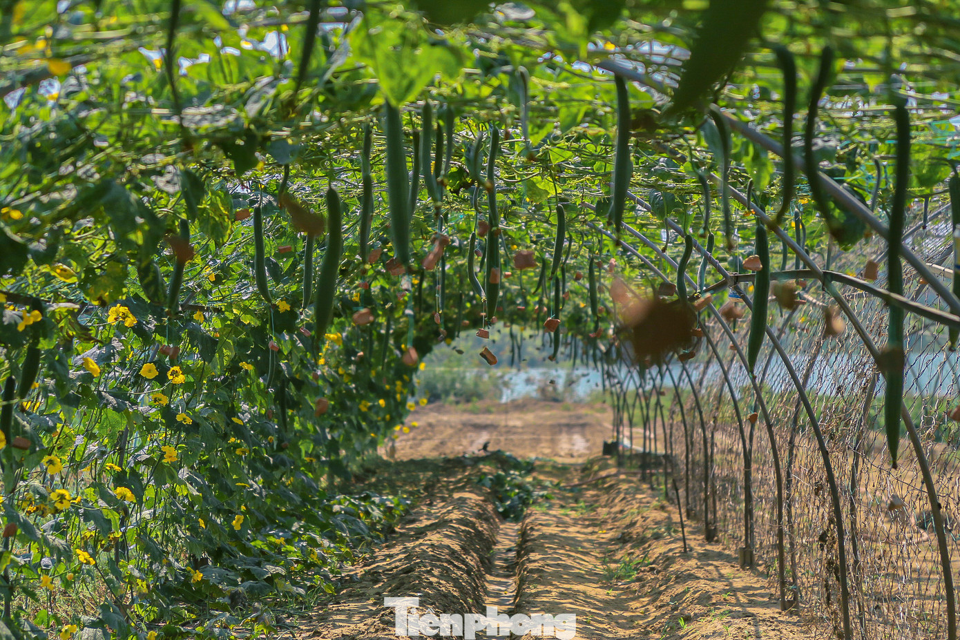 Theo người dân ở đây, việc trồng mướp theo phương pháp truyền thống thì những quả mướp khi ra trái sẽ cong, trái nhỏ hơn và không bắt mắt người mua. Nên người dân đã dùng phương pháp buộc đá phía dưới để "nắn" mướp.