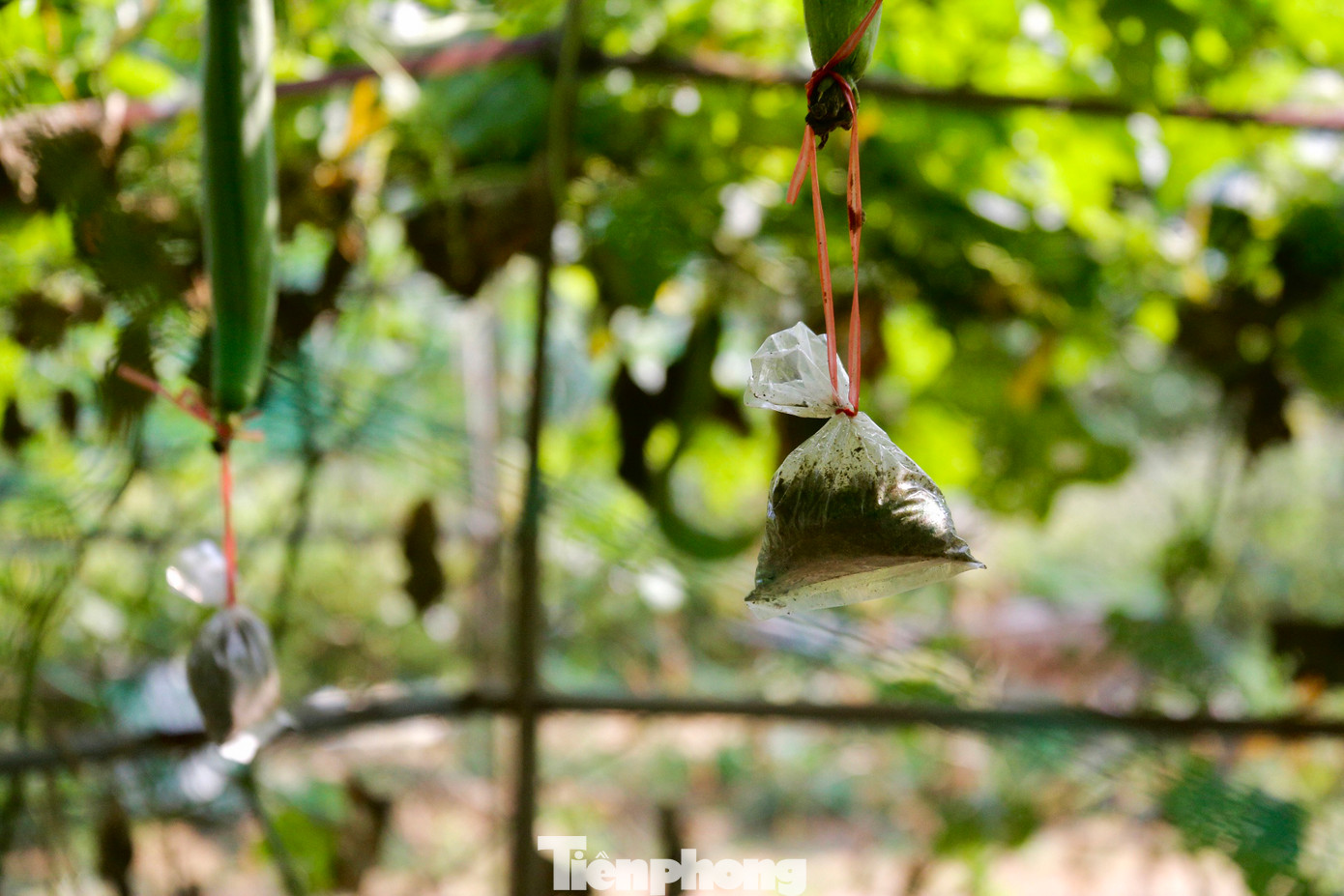 Theo người dân ở đây, việc trồng mướp theo phương pháp truyền thống thì những quả mướp khi ra trái sẽ cong, trái nhỏ hơn và không bắt mắt người mua. Nên người dân đã dùng phương pháp buộc đá phía dưới để "nắn" mướp.