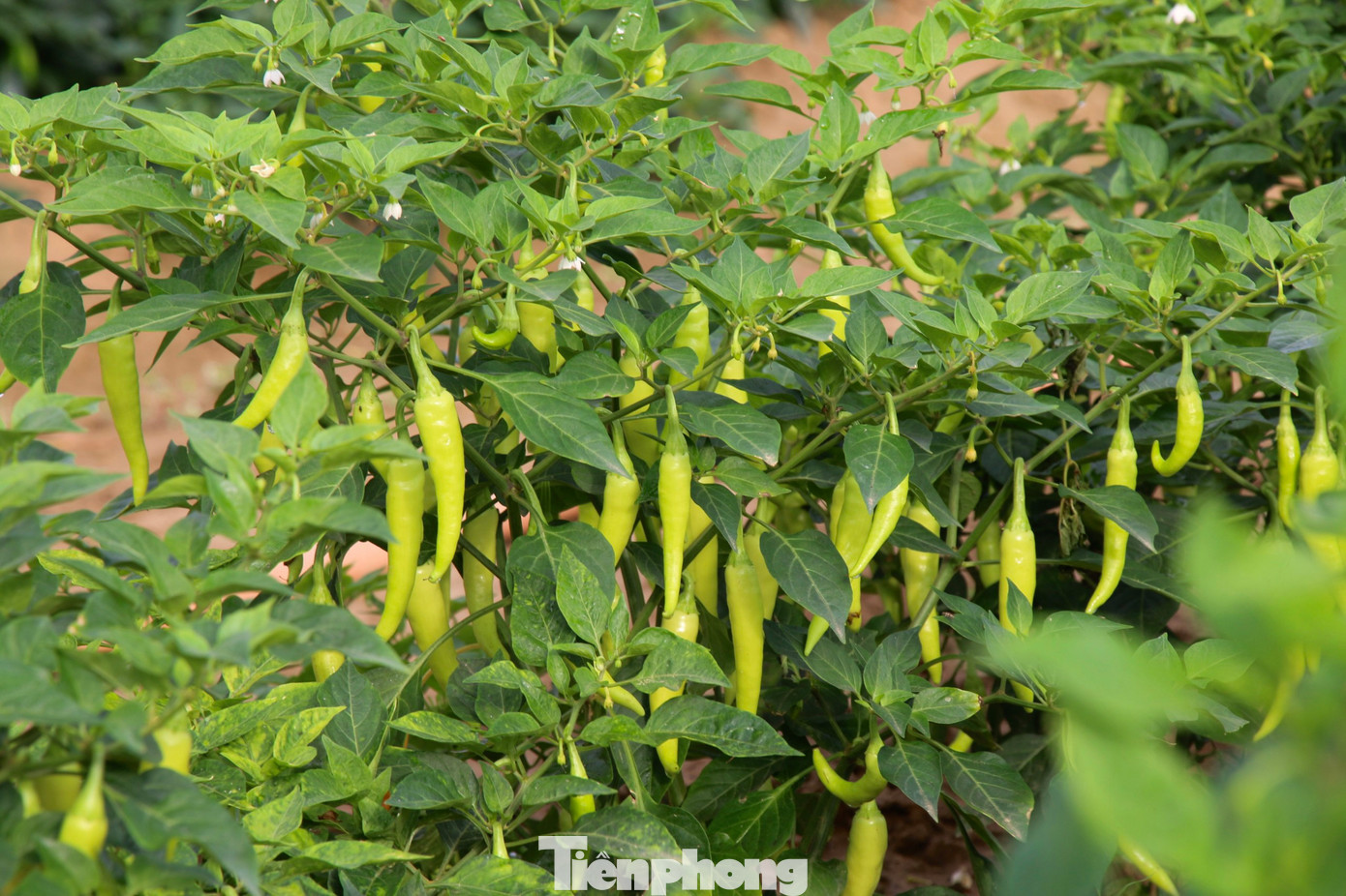 Những loại rau, củ ngắn ngày như bí đao, ớt chuông, ớt xiêm… đã bắt đầu thu hoạch, đem về thu nhập cao cho nhiều hộ dân tại làng rau.