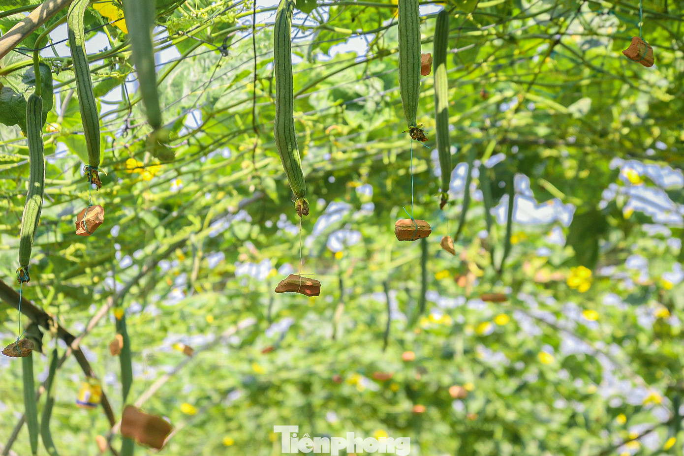 Theo ông Phu, để có được những quả mướp to, thẳng tắp thì khi mướp ra trái được tầm 15 ngày, nông dân bắt đầu cho đất vào túi nilon hoặc buộc đá vào dây rồi buộc vào phần đầu của quả mướp, đến khi thu hoạch sẽ tháo ra. Những quả mướp thẳng tắp sẽ được thương lái trả giá cao hơn, mỗi trái có giá từ 10.000 – 12.000 đồng/trái. Nhờ những phương pháp sáng tạo, độc lạ đã giúp nông dân làng rau La Hường kiếm bộn tiền sau Tết.