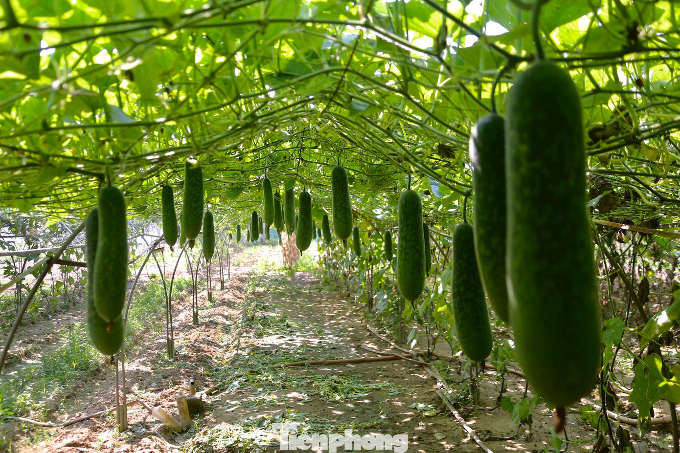 Những loại rau, củ ngắn ngày như bí đao, ớt chuông, ớt xiêm… đã bắt đầu thu hoạch, đem về thu nhập cao cho nhiều hộ dân tại làng rau.