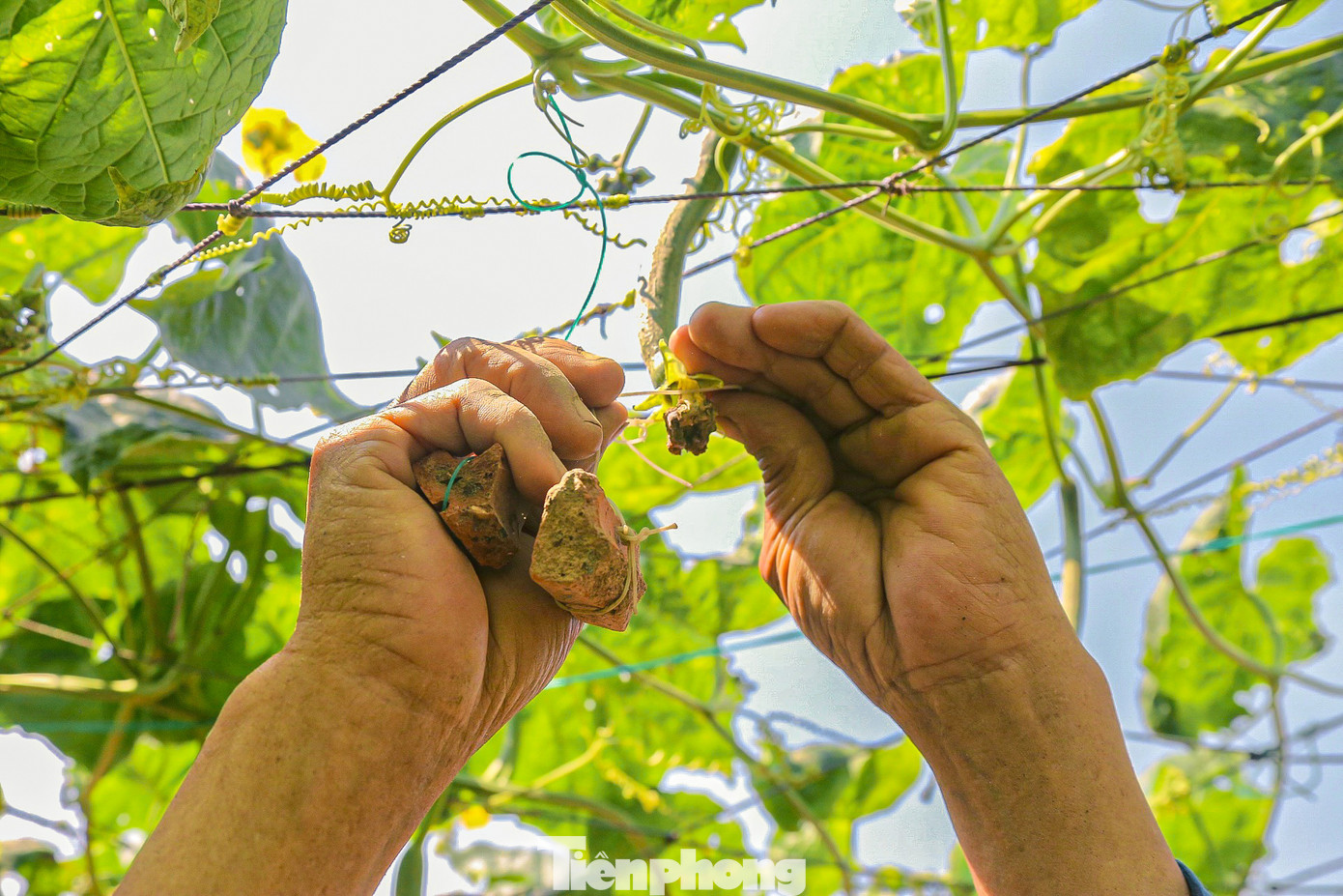 Đặc biệt, nông dân ở đây dùng phương pháp "đeo tạ" cho mướp, giúp mướp khi ra trái luôn to, thẳng và bán được giá cao hơn. Chiêu lạ này được nông dân sử dụng và đem đến hiệu quả cao nhiều năm nay.
