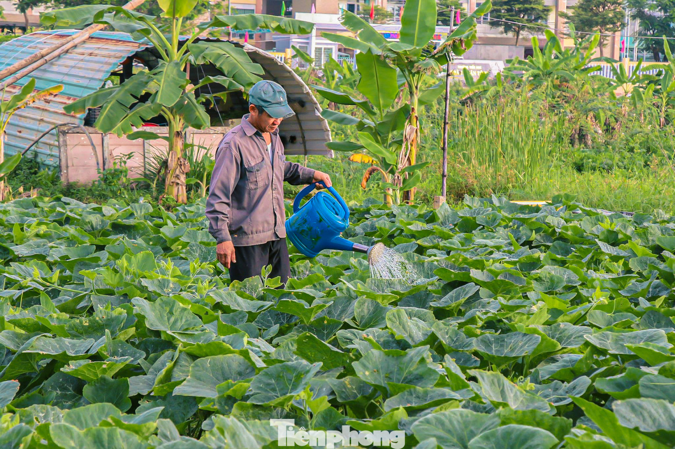 Những ngày này, tranh thủ thời tiết thuận lợi, nông dân làng rau lại tất bật tăng gia sản xuất, mong vụ mùa bội thu.