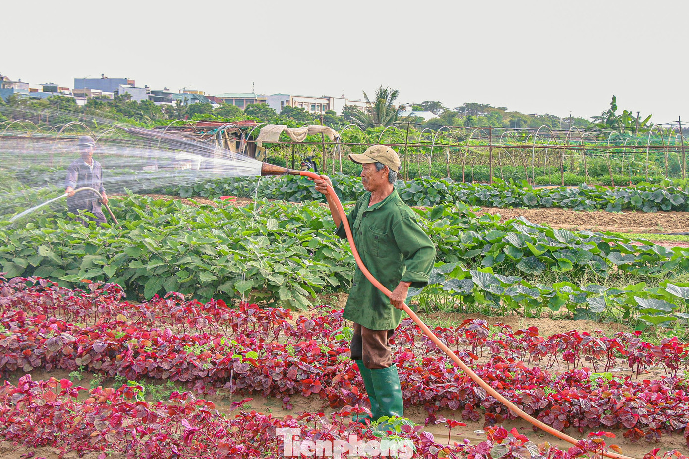 Nhiều hộ dân đang tiếp tục gieo trồng nhiều loại rau ngắn ngày như cà chua, xà lách, hành, ngò... để phục vụ thị trường sau Tết. Người dân hy vọng thời tiết thuận lợi để rau củ có thể phát triển tươi tốt.