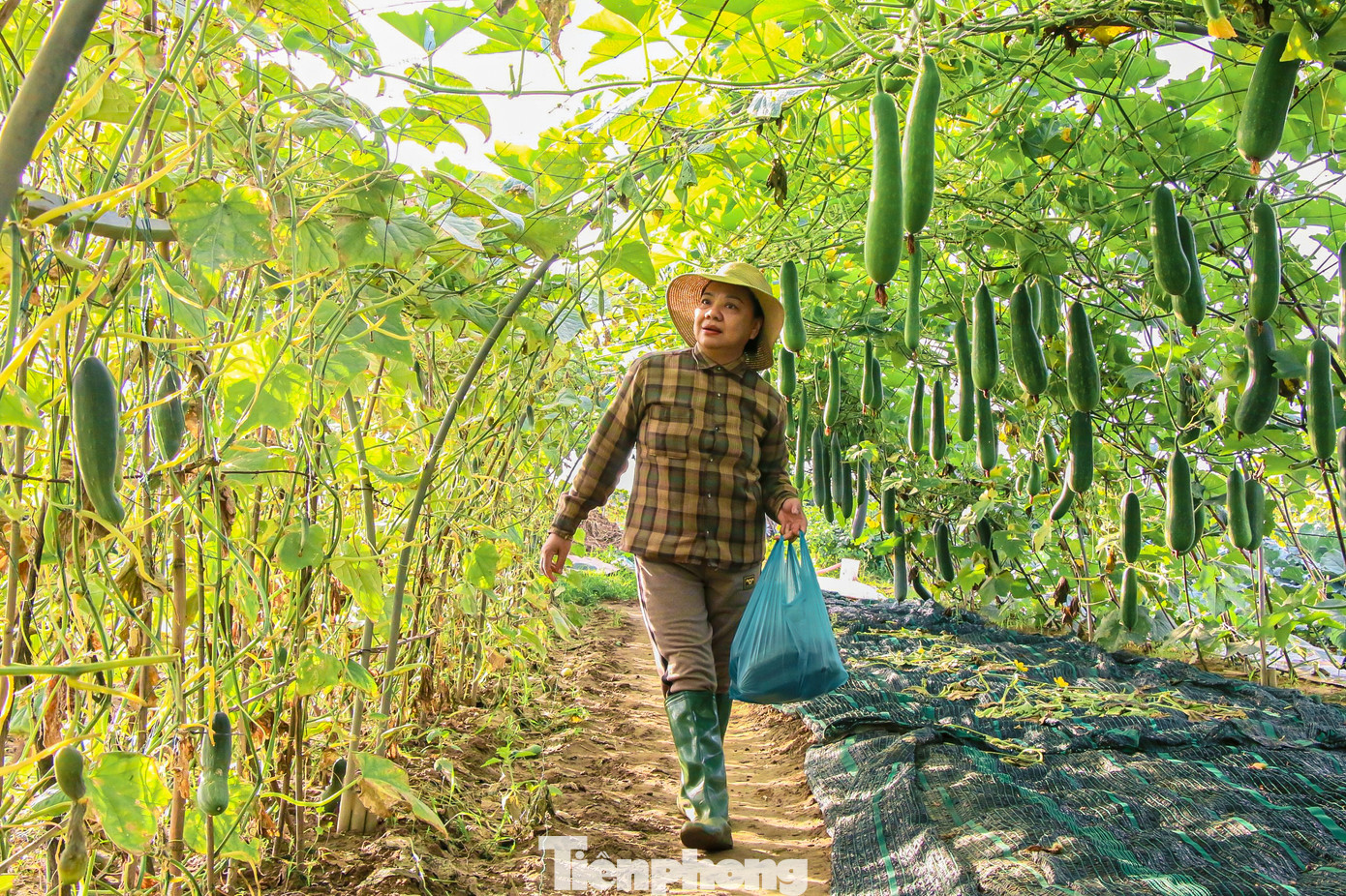 Những ngày này, tranh thủ thời tiết thuận lợi, nông dân làng rau lại tất bật tăng gia sản xuất, mong vụ mùa bội thu.
