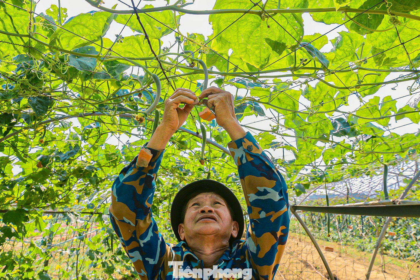 Ông Nguyễn Văn Phu (phường Hòa Thọ Đông, quận Cẩm Lệ) cho biết, việc dùng phương pháp buộc đá hay đất dưới những quả mướp đơn giản và rất hiệu quả. “Tôi đã dùng cách này nhiều năm nay, nhờ vậy mà năm nào vườn mướp nhà tôi cũng cho trái thẳng tắp. Không chỉ tôi mà nhiều hộ dân ở đây cũng dùng phương pháp này để giúp mướp có giá cao hơn khi đưa ra thị trường”, ông Phu nói.