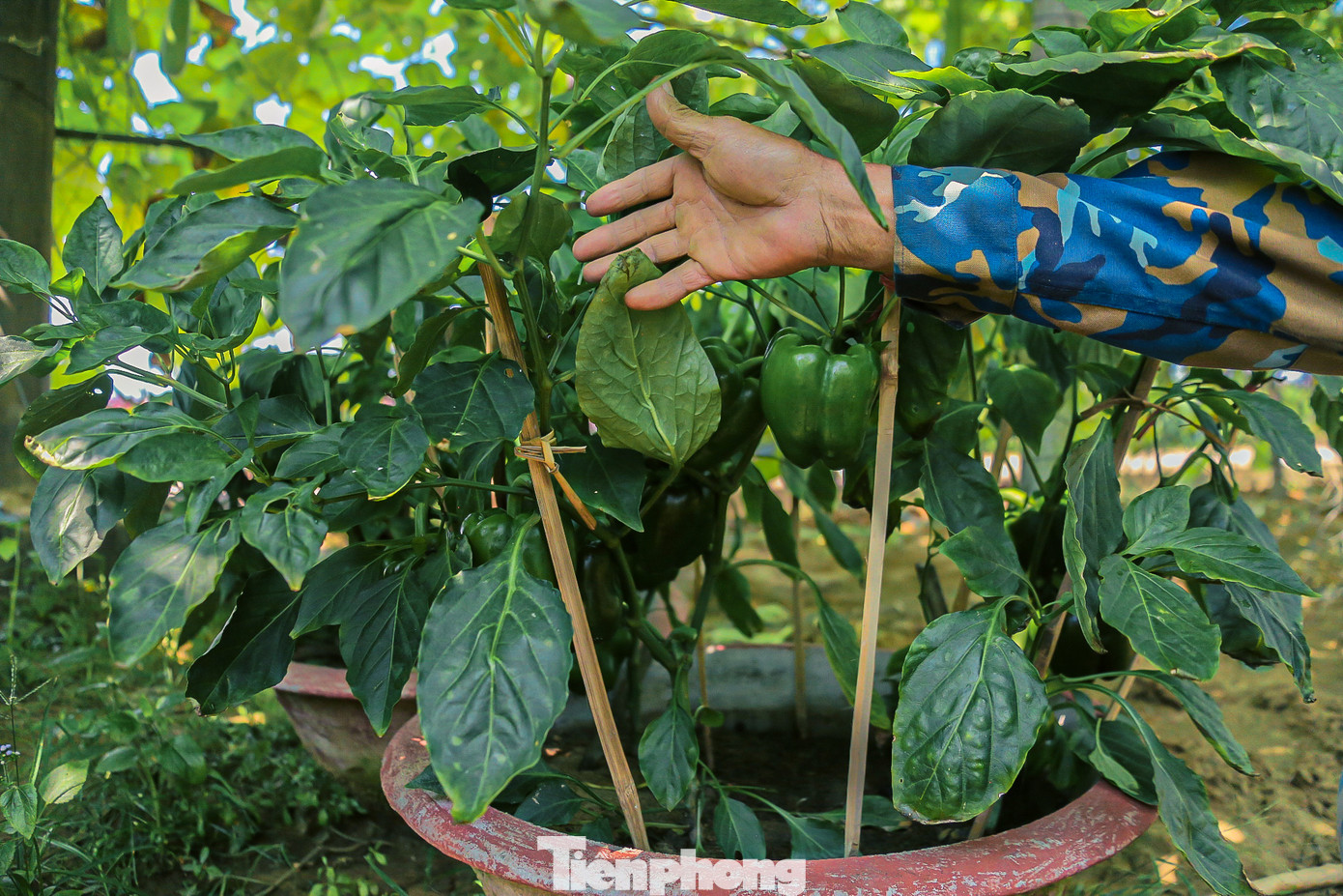 Những loại rau, củ ngắn ngày như bí đao, ớt chuông, ớt xiêm… đã bắt đầu thu hoạch, đem về thu nhập cao cho nhiều hộ dân tại làng rau.
