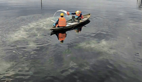 Lấy mẫu nước và rải vôi lên các khu vực có váng nổi để giảm thiểu mùi hôi.