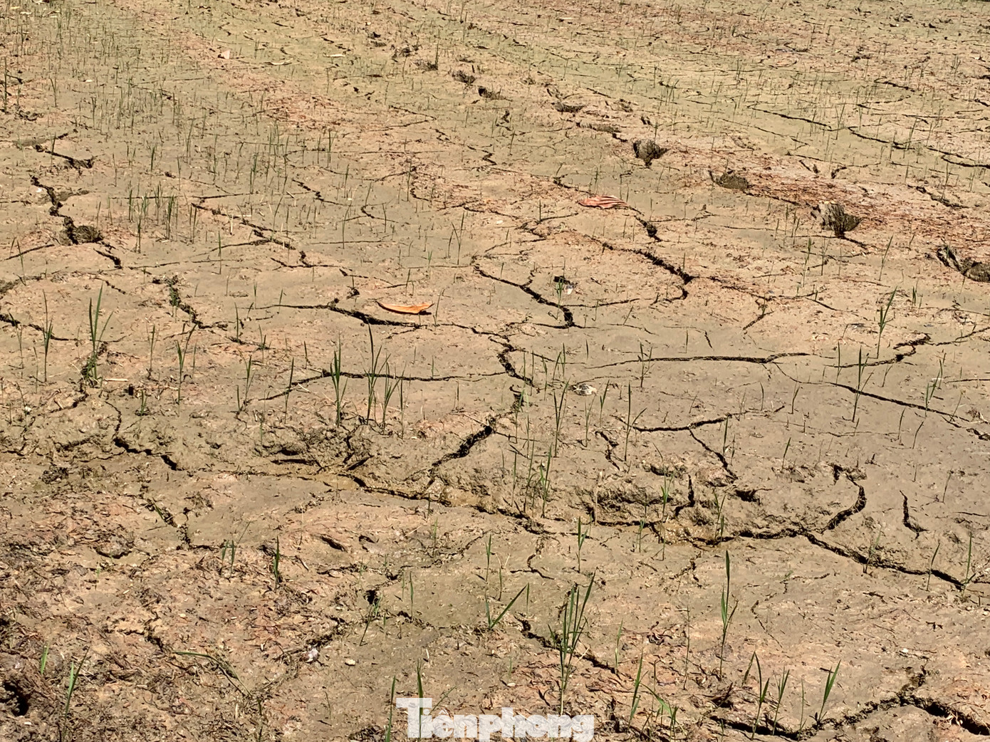 Nhiều hecta lúa của nông dân bị chết khô do thiếu nước, xâm nhập mặn. Nhiều hecta lúa của nông dân bị chết khô do thiếu nước, xâm nhập mặn.