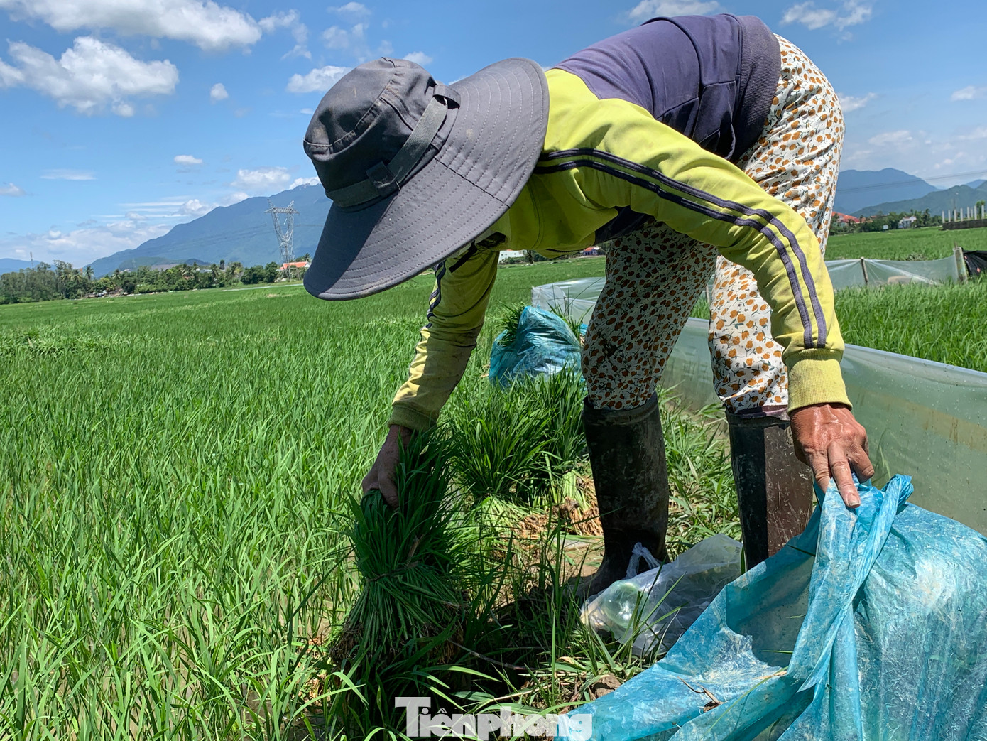 Nhiều nông dân phải dặm lúa lại từ đầu cho kịp thời vụ. Nhiều nông dân phải dặm lúa lại từ đầu cho kịp thời vụ.