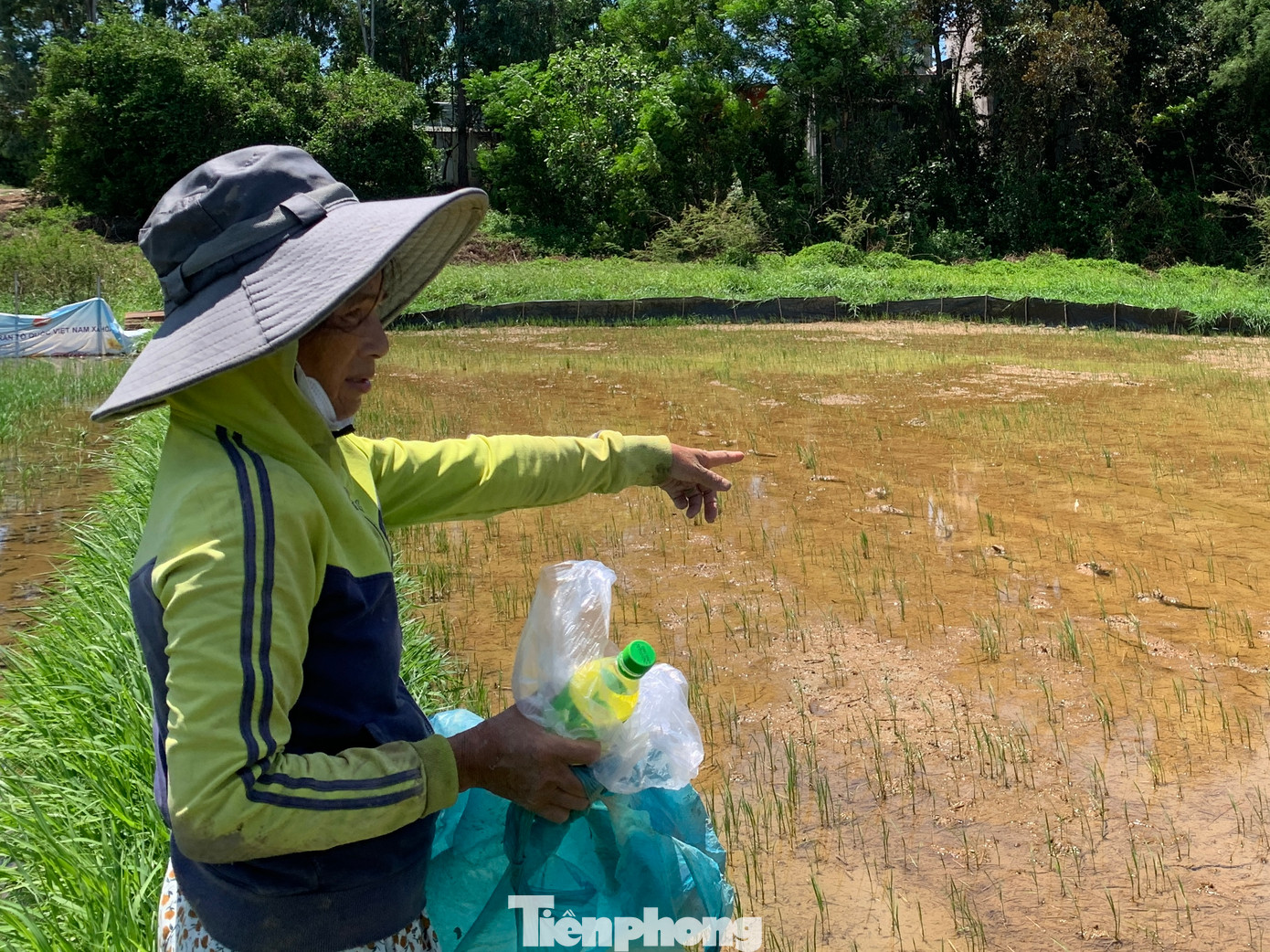 Nhiều nông dân phải dặm lúa lại từ đầu cho kịp thời vụ. Nhiều nông dân phải dặm lúa lại từ đầu cho kịp thời vụ.