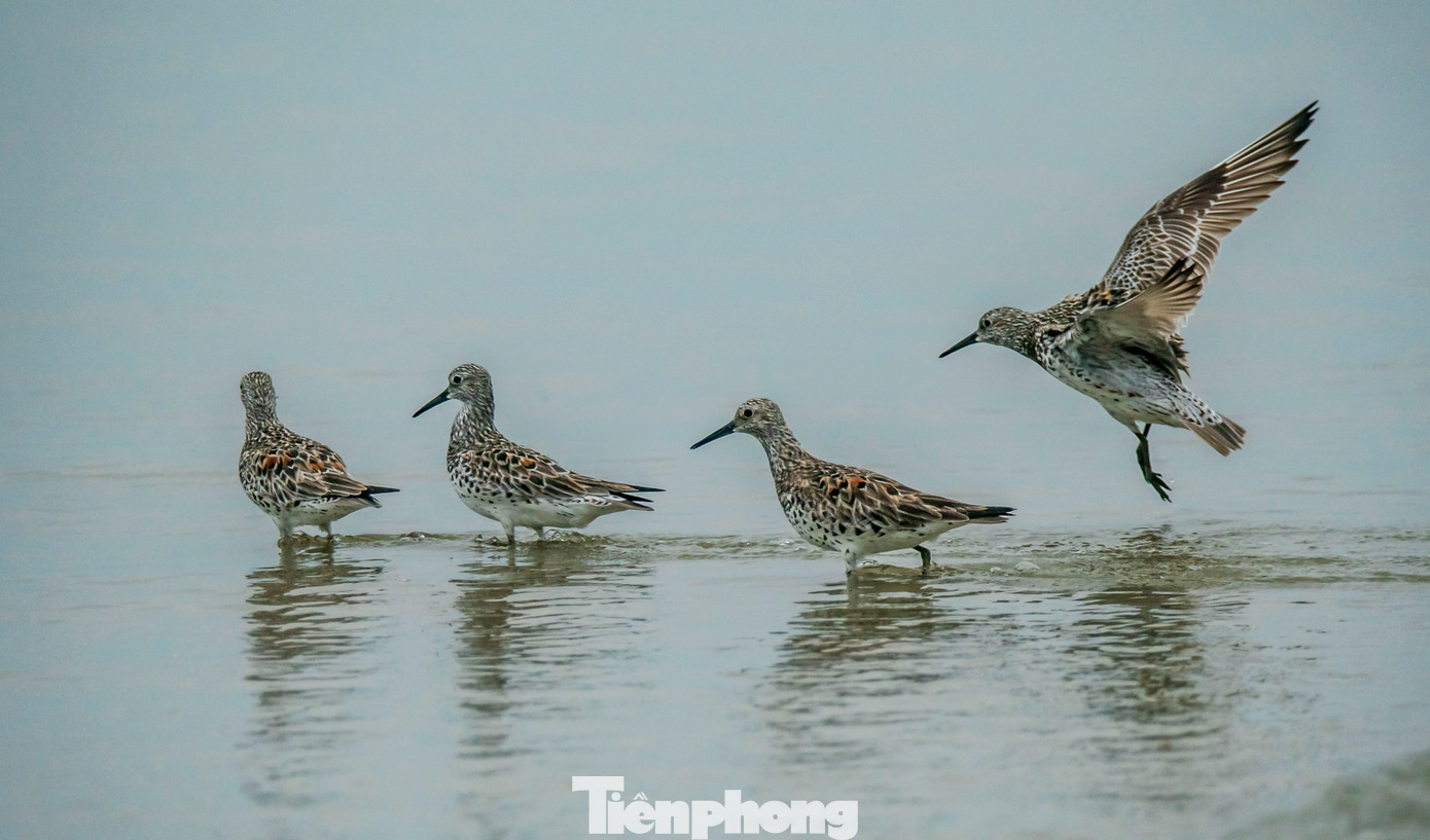 Rẽ lớn ngực đốm - Great knot, là loài chim di cư từ vùng lãnh nguyên Siberia, vượt hàng ngàn cây số để đến các bãi bồi, cửa sông ấm áp ở Đông Nam Á tránh rét và tìm kiếm thức ăn. Biển Đà Nẵng, với hệ sinh thái bờ biển đa dạng, là một trong những điểm dừng chân quan trọng trong hành trình di cư của chúng. Rẽ lớn ngực đốm - Great knot, là loài chim di cư từ vùng lãnh nguyên Siberia, vượt hàng ngàn cây số để đến các bãi bồi, cửa sông ấm áp ở Đông Nam Á tránh rét và tìm kiếm thức ăn. Biển Đà Nẵng, với hệ sinh thái bờ biển đa dạng, là một trong những điểm dừng chân quan trọng trong hành trình di cư của chúng.