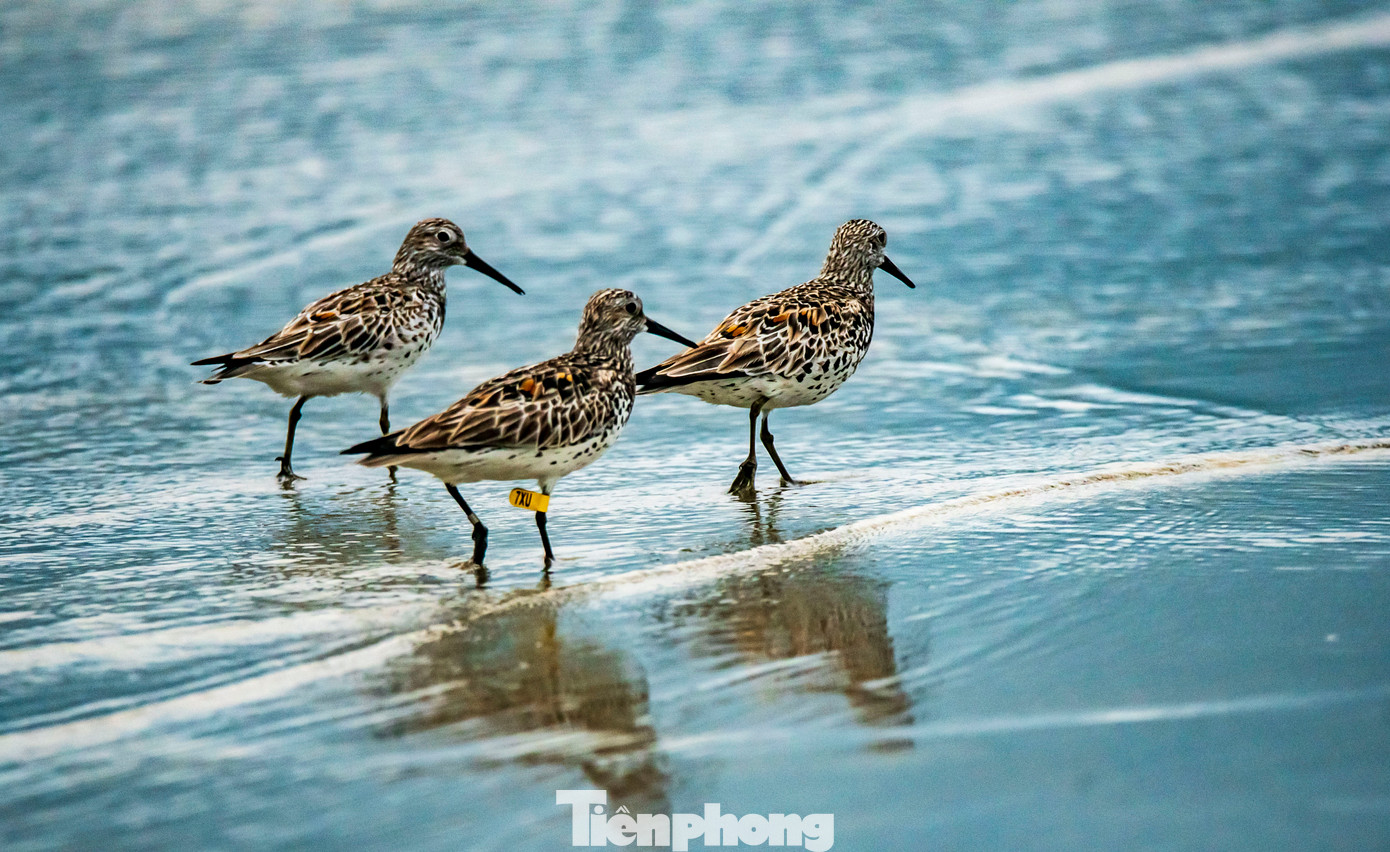 Điểm dễ nhận biết của loài chim này chính là bộ lông xám nâu lẫn trắng với những đốm sẫm nổi bật ở ngực. Ảnh: TN Điểm dễ nhận biết của loài chim này chính là bộ lông xám nâu lẫn trắng với những đốm sẫm nổi bật ở ngực. Ảnh: TN
