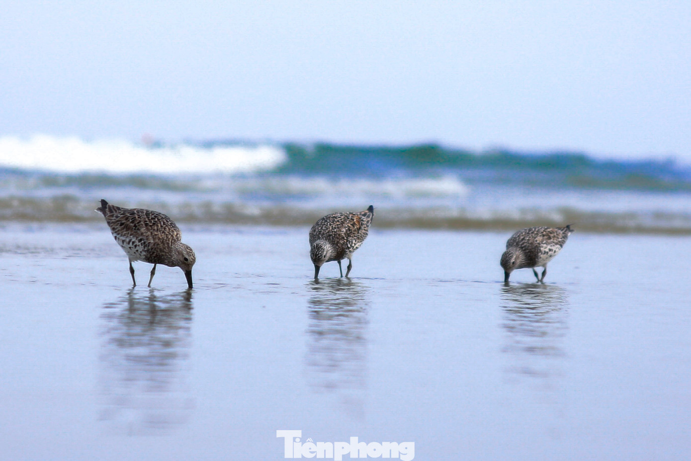 Rẻ lớn ngực đốm kiếm ăn trên biển Đà Nẵng. Rẻ lớn ngực đốm kiếm ăn trên biển Đà Nẵng.