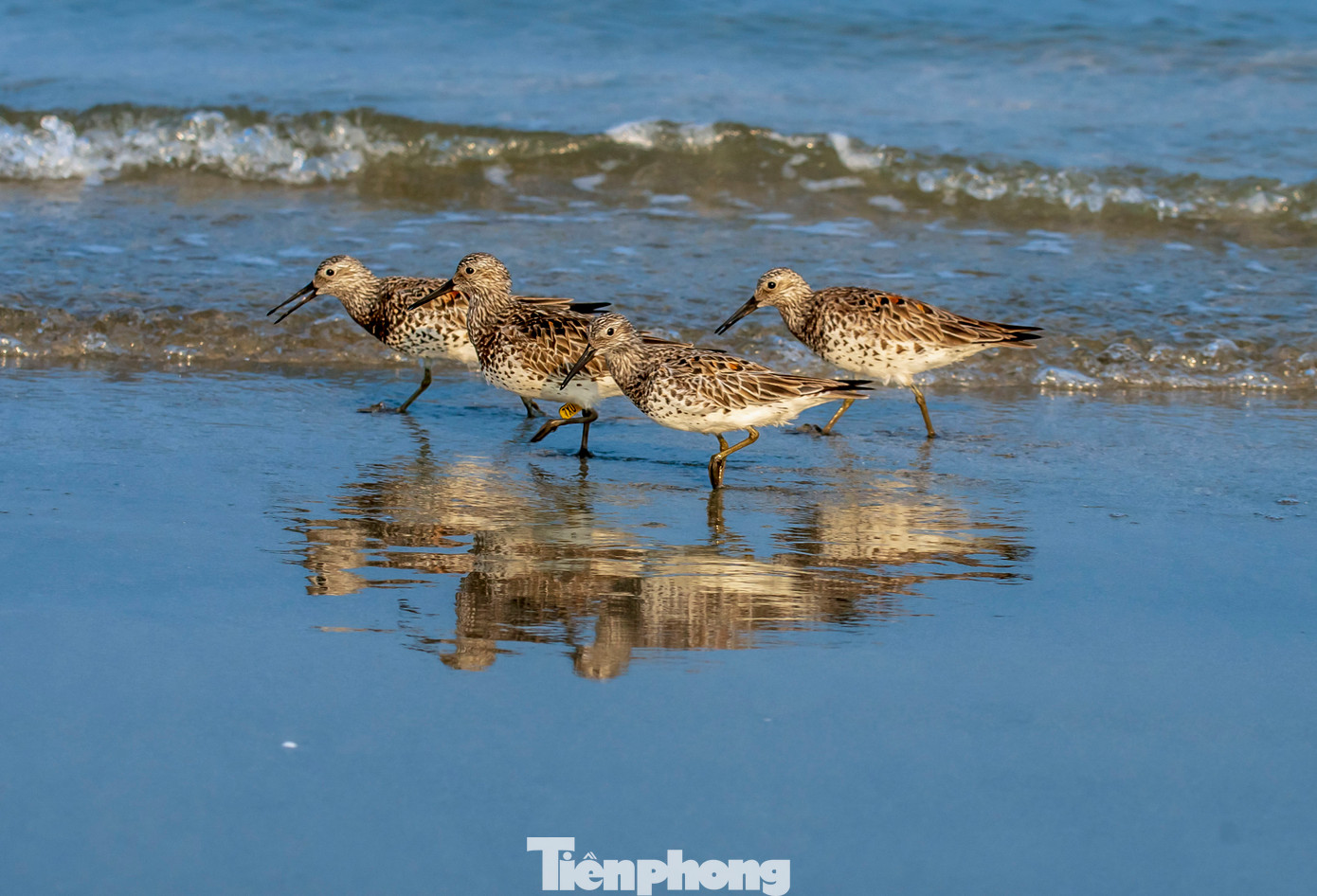 Điểm dễ nhận biết của loài chim này chính là bộ lông xám nâu lẫn trắng với những đốm sẫm nổi bật ở ngực. Ảnh: TN Điểm dễ nhận biết của loài chim này chính là bộ lông xám nâu lẫn trắng với những đốm sẫm nổi bật ở ngực. Ảnh: TN