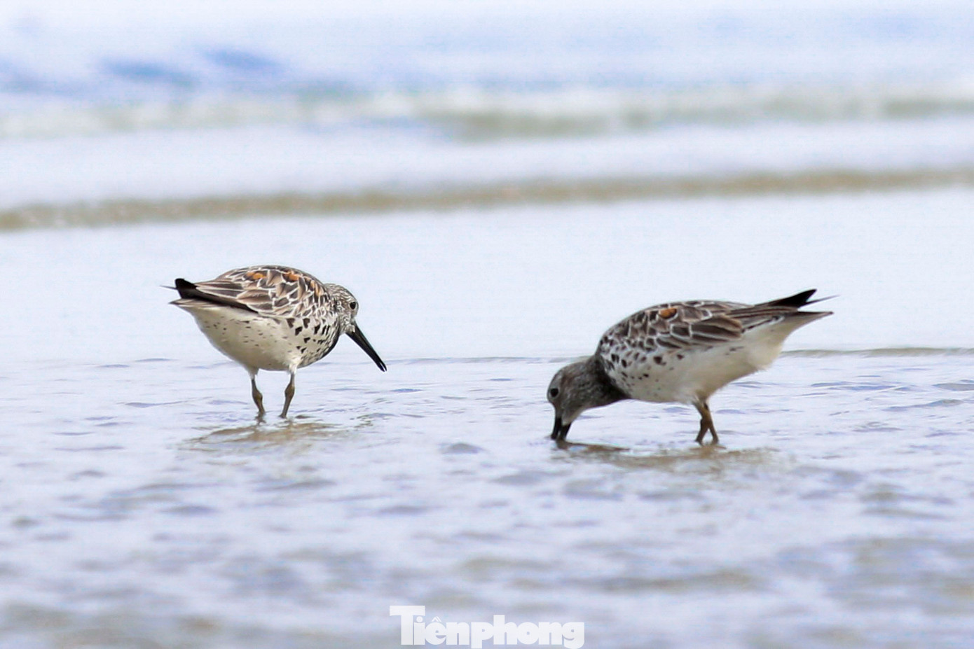 Rẻ lớn ngực đốm kiếm ăn trên biển Đà Nẵng. Rẻ lớn ngực đốm kiếm ăn trên biển Đà Nẵng.
