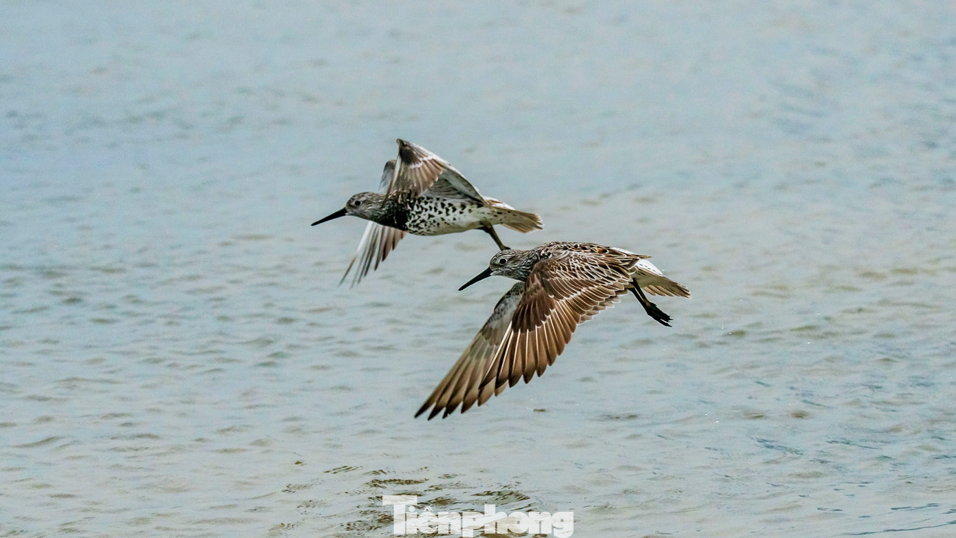 Dù hình dáng nhỏ nhắn nhưng chim rẽ lớn ngực đốm lại sở hữu sức bền đáng nể, hành trình di cư của chúng có thể lên đến hơn 10.000 km, thậm chí bay liên tục không nghỉ suốt nhiều ngày đêm. Ảnh: TN Dù hình dáng nhỏ nhắn nhưng chim rẽ lớn ngực đốm lại sở hữu sức bền đáng nể, hành trình di cư của chúng có thể lên đến hơn 10.000 km, thậm chí bay liên tục không nghỉ suốt nhiều ngày đêm. Ảnh: TN