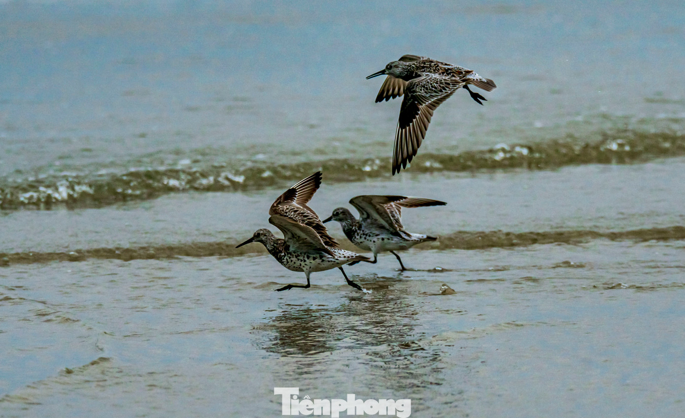 Điểm dễ nhận biết của loài chim này chính là bộ lông xám nâu lẫn trắng với những đốm sẫm nổi bật ở ngực. Ảnh: TN Điểm dễ nhận biết của loài chim này chính là bộ lông xám nâu lẫn trắng với những đốm sẫm nổi bật ở ngực. Ảnh: TN