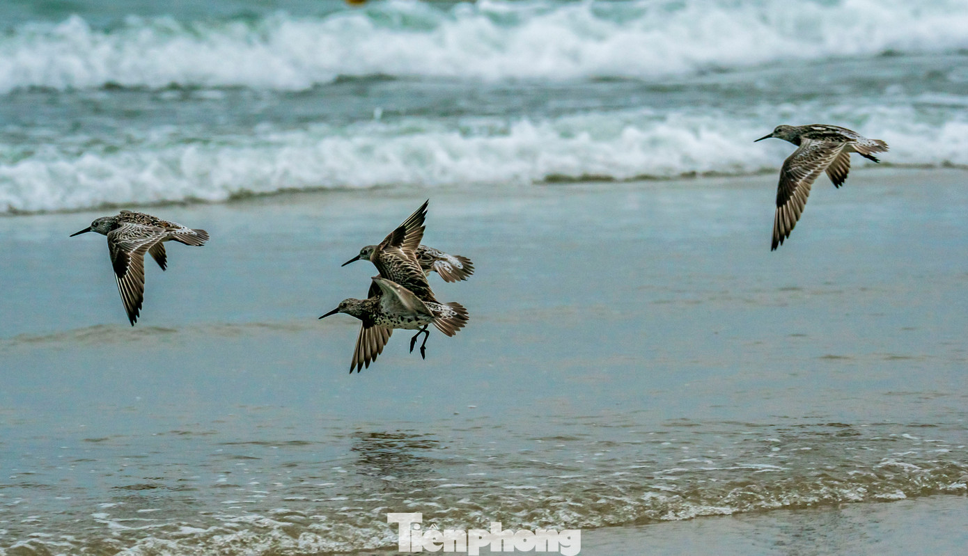 Dù hình dáng nhỏ nhắn nhưng chim rẽ lớn ngực đốm lại sở hữu sức bền đáng nể, hành trình di cư của chúng có thể lên đến hơn 10.000 km, thậm chí bay liên tục không nghỉ suốt nhiều ngày đêm. Ảnh: TN Dù hình dáng nhỏ nhắn nhưng chim rẽ lớn ngực đốm lại sở hữu sức bền đáng nể, hành trình di cư của chúng có thể lên đến hơn 10.000 km, thậm chí bay liên tục không nghỉ suốt nhiều ngày đêm. Ảnh: TN