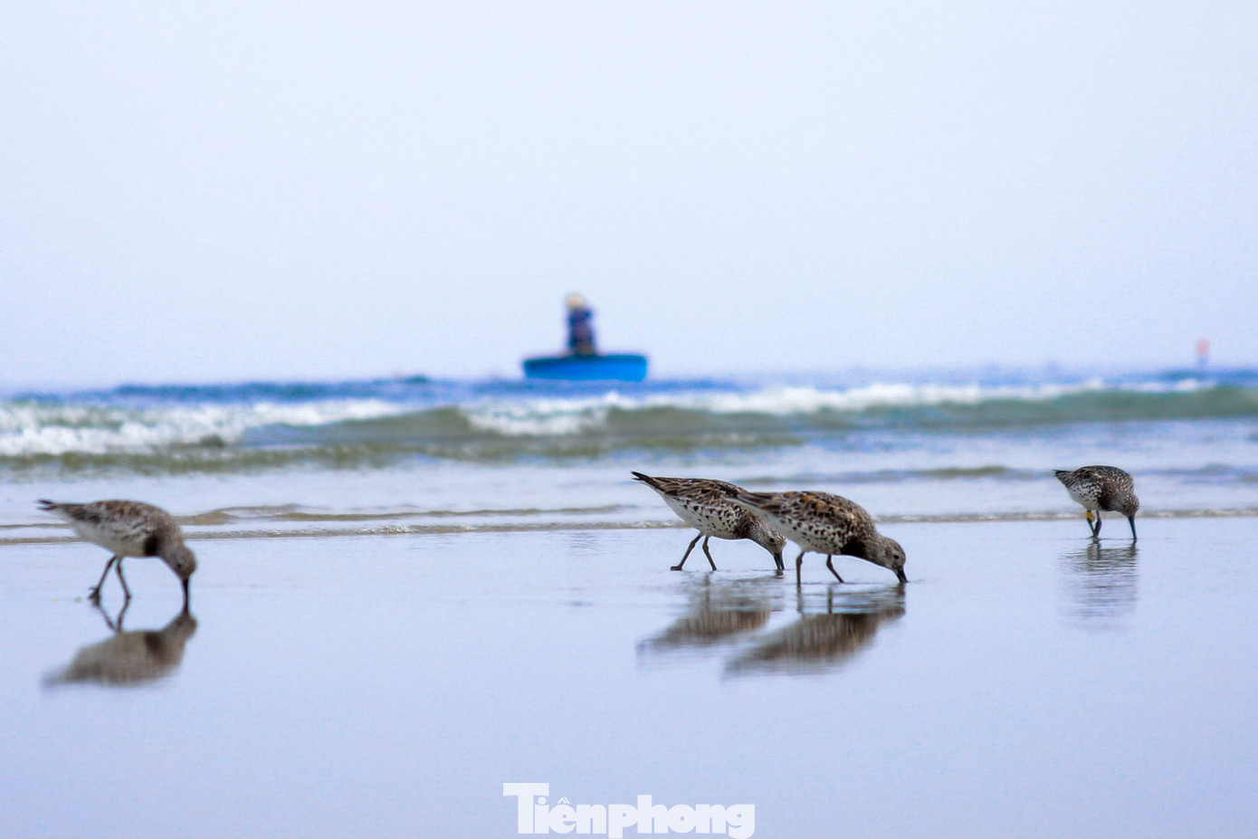 Rẻ lớn ngực đốm kiếm ăn trên biển Đà Nẵng. Rẻ lớn ngực đốm kiếm ăn trên biển Đà Nẵng.