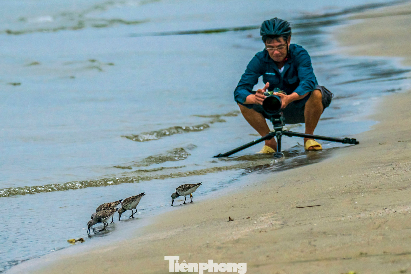 Không đơn thuần là hoạt động săn ảnh, việc quan sát và ghi lại hình ảnh chim di cư còn góp phần nâng cao nhận thức cộng đồng về công tác bảo tồn các loài chim và hệ sinh thái ven biển. "Mỗi bức ảnh không chỉ là một tác phẩm nghệ thuật, mà còn là bằng chứng cho sự hiện diện và tình trạng sinh tồn của một loài chim đang bị đe dọa", ông Nghinh chia sẻ thêm. Không đơn thuần là hoạt động săn ảnh, việc quan sát và ghi lại hình ảnh chim di cư còn góp phần nâng cao nhận thức cộng đồng về công tác bảo tồn các loài chim và hệ sinh thái ven biển. "Mỗi bức ảnh không chỉ là một tác phẩm nghệ thuật, mà còn là bằng chứng cho sự hiện diện và tình trạng sinh tồn của một loài chim đang bị đe dọa", ông Nghinh chia sẻ thêm.