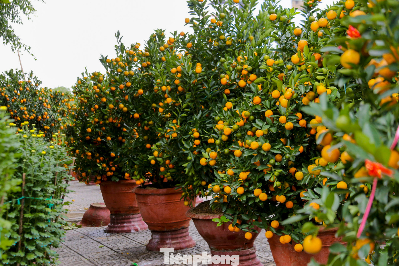 So với những năm trước, giá cả các loại hoa Tết tại Đà Nẵng năm nay khá ổn định. Cúc mâm xôi được bán với giá từ 160.000 - 180.000 đồng, quất cảnh dao động từ 180.000 đến 1 triệu đồng tùy kích thước. So với những năm trước, giá cả các loại hoa Tết tại Đà Nẵng năm nay khá ổn định. Cúc mâm xôi được bán với giá từ 160.000 - 180.000 đồng, quất cảnh dao động từ 180.000 đến 1 triệu đồng tùy kích thước.