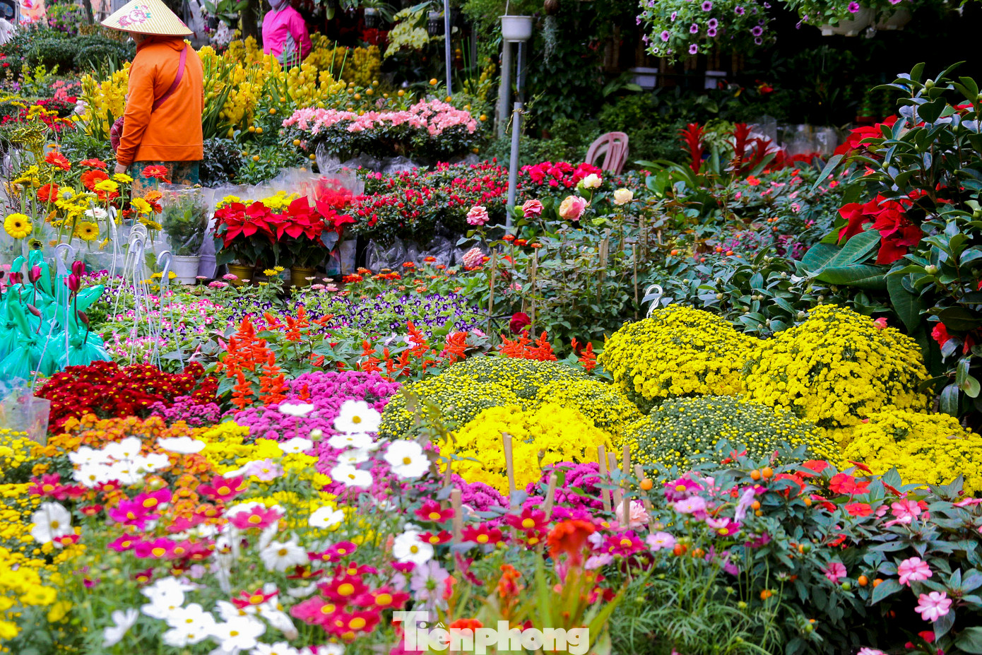 Nhiều loại hoa như cúc mâm xôi, hoa trà mi, hoa trạng nguyên, hoa lan... rực rỡ được bày bán dọc các con đường ở chợ hoa. Nhiều loại hoa như cúc mâm xôi, hoa trà mi, hoa trạng nguyên, hoa lan... rực rỡ được bày bán dọc các con đường ở chợ hoa.