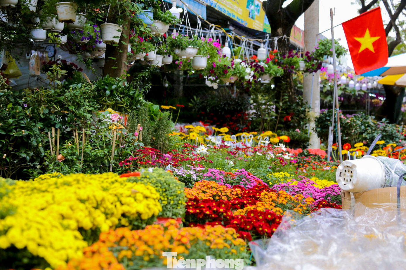 Nhiều loại hoa như cúc mâm xôi, hoa trà mi, hoa trạng nguyên, hoa lan... rực rỡ được bày bán dọc các con đường ở chợ hoa. Nhiều loại hoa như cúc mâm xôi, hoa trà mi, hoa trạng nguyên, hoa lan... rực rỡ được bày bán dọc các con đường ở chợ hoa.