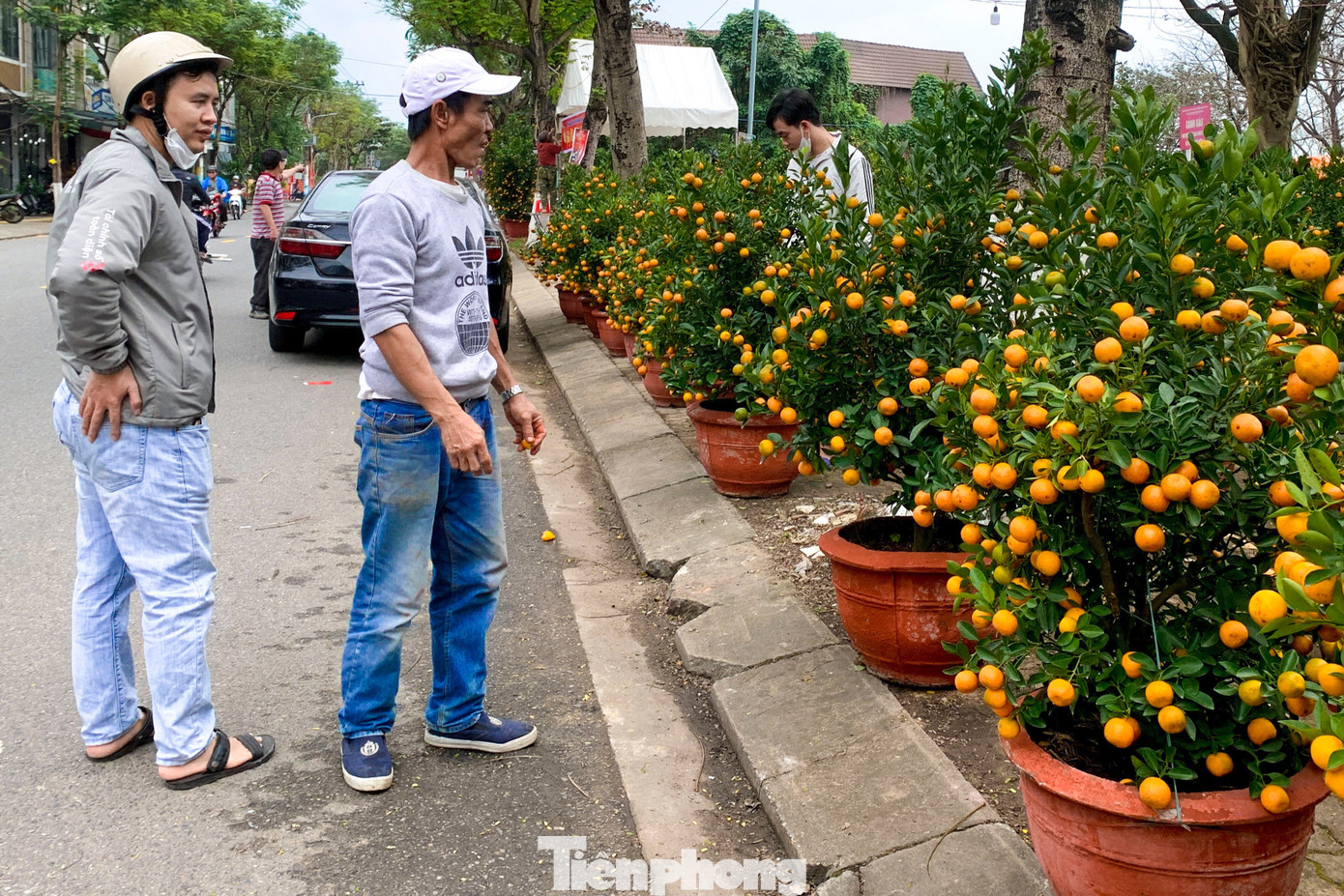 So với những năm trước, giá cả các loại hoa Tết tại Đà Nẵng năm nay khá ổn định. Cúc mâm xôi được bán với giá từ 160.000 - 180.000 đồng, quất cảnh dao động từ 180.000 đến 1 triệu đồng tùy kích thước. So với những năm trước, giá cả các loại hoa Tết tại Đà Nẵng năm nay khá ổn định. Cúc mâm xôi được bán với giá từ 160.000 - 180.000 đồng, quất cảnh dao động từ 180.000 đến 1 triệu đồng tùy kích thước.