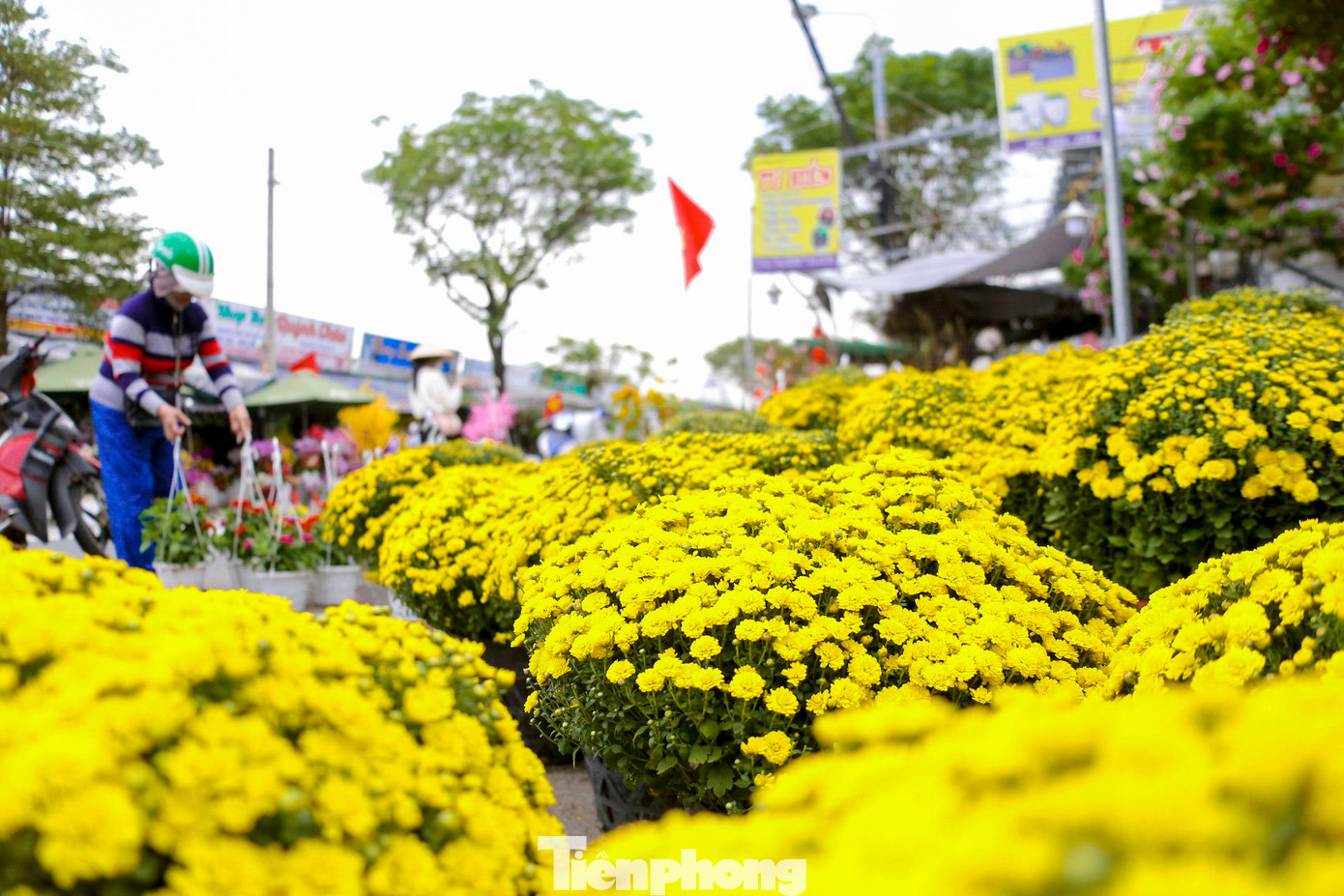 So với những năm trước, giá cả các loại hoa Tết tại Đà Nẵng năm nay khá ổn định. Cúc mâm xôi được bán với giá từ 160.000 - 180.000 đồng, quất cảnh dao động từ 180.000 đến 1 triệu đồng tùy kích thước. So với những năm trước, giá cả các loại hoa Tết tại Đà Nẵng năm nay khá ổn định. Cúc mâm xôi được bán với giá từ 160.000 - 180.000 đồng, quất cảnh dao động từ 180.000 đến 1 triệu đồng tùy kích thước.