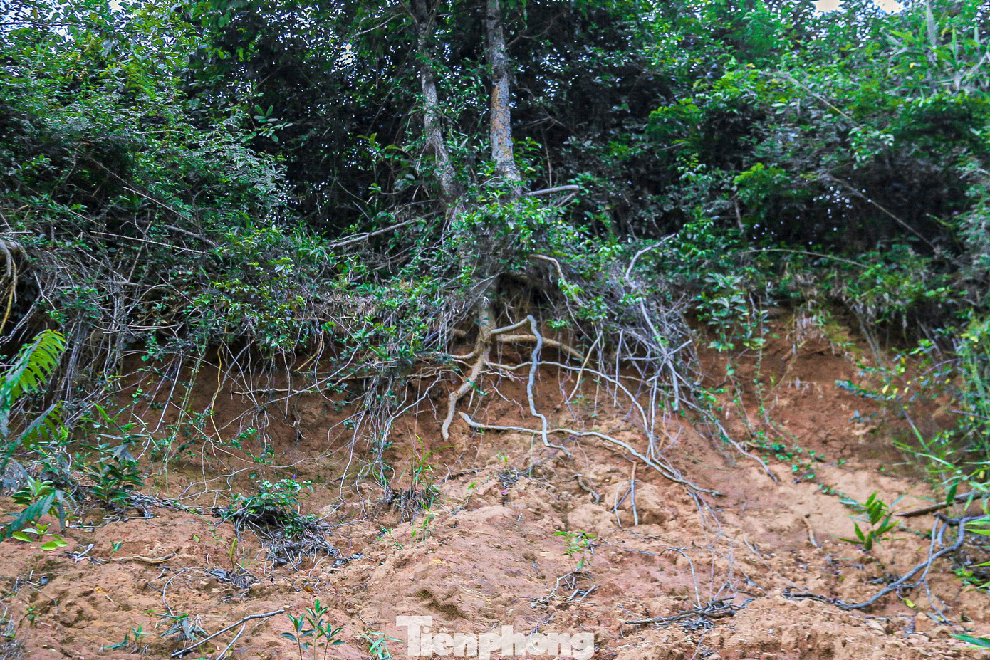 Nhiều vết nứt lớn trên sườn núi. Nhiều vết nứt lớn trên sườn núi.