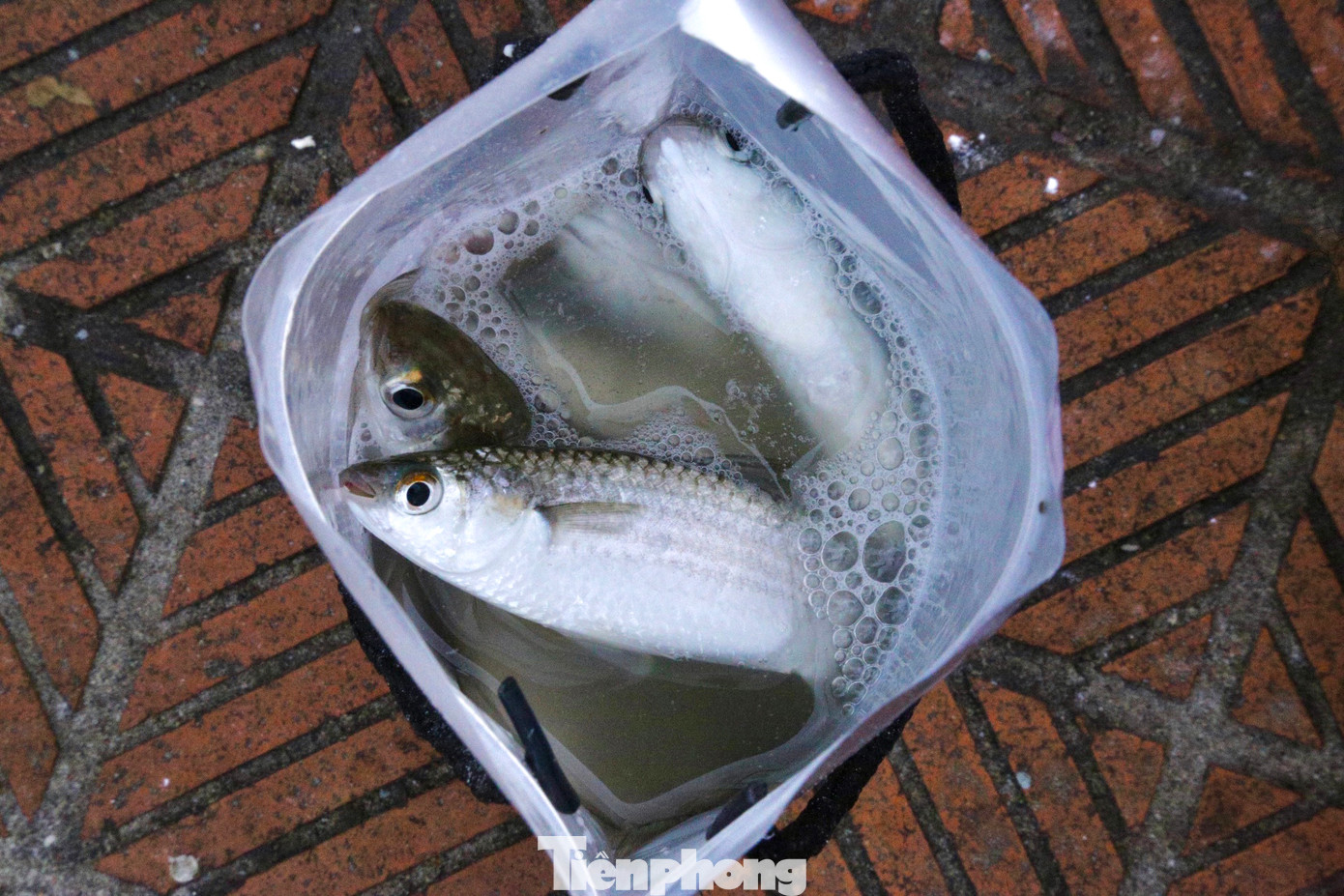 Cá đối khi câu lên sẽ được cho vào thùng hoặc túi đựng.