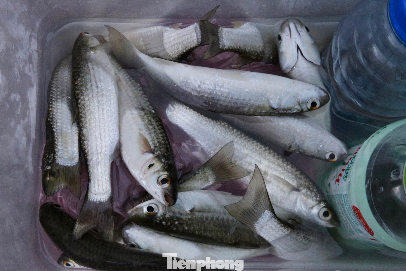 Cá đối khi câu lên sẽ được cho vào thùng hoặc túi đựng.
