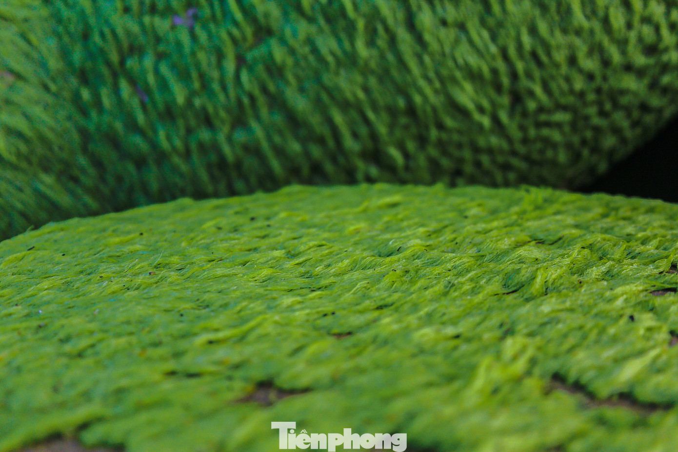 Những thảm rêu xanh mướt hiện lên đẹp lung linh trên những tản đá.