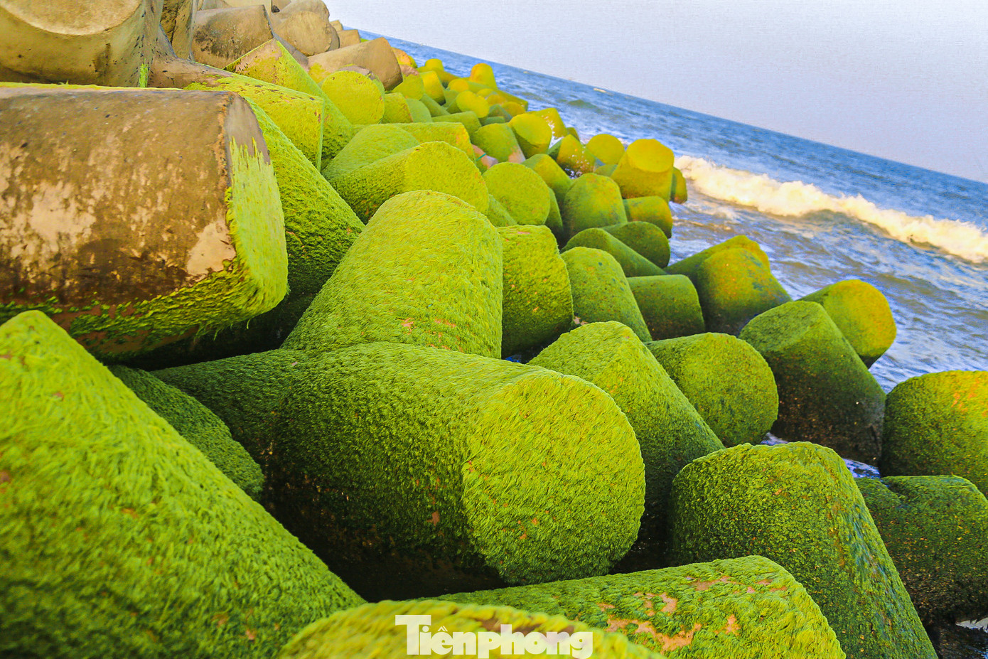 Cứ vào tháng giêng, dưới ánh bình minh hay hoàng hôn, những bờ đá tại bờ biển Quảng Ngãi lại trở nên đẹp mắt bởi những thảm rêu xanh mướt khiến người dân, du khách đi ngang qua không khỏi thích thú.