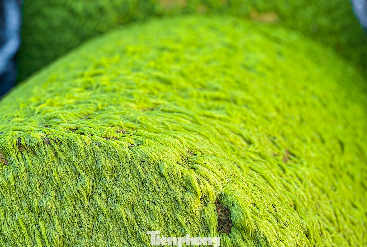 Những thảm rêu xanh mướt hiện lên đẹp lung linh trên những tản đá.