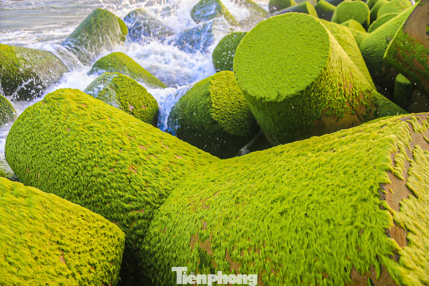Những thảm rêu xanh mướt hiện lên đẹp lung linh trên những tản đá.