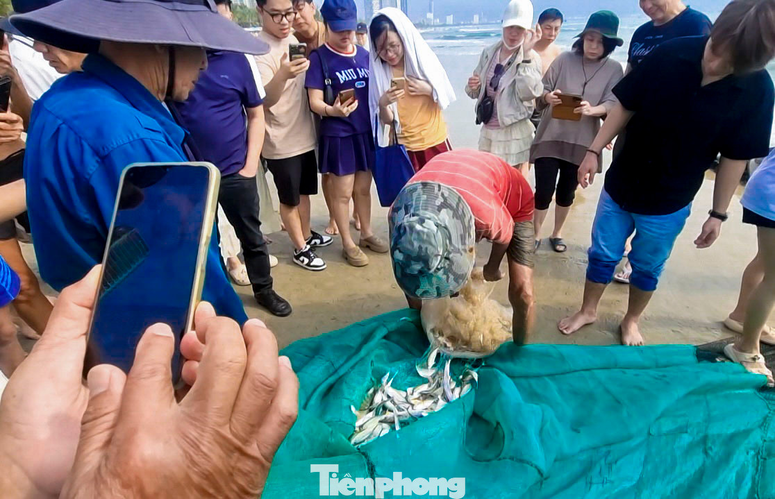 Nhiều loại cá mắc lưới là cá cơm, cá hố, cá liệt và cả mực.