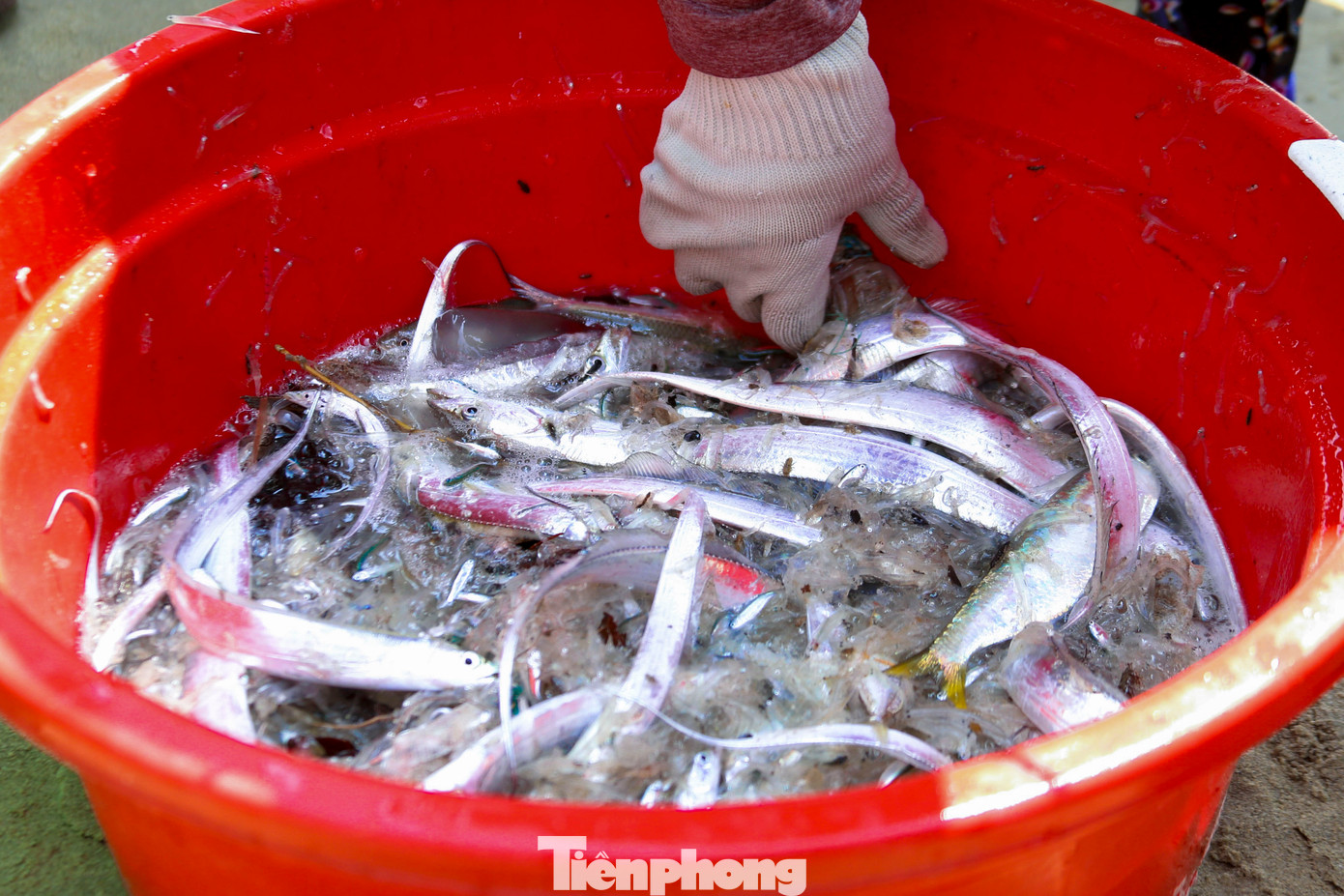 Nhiều loại cá mắc lưới là cá cơm, cá hố, cá liệt và cả mực.