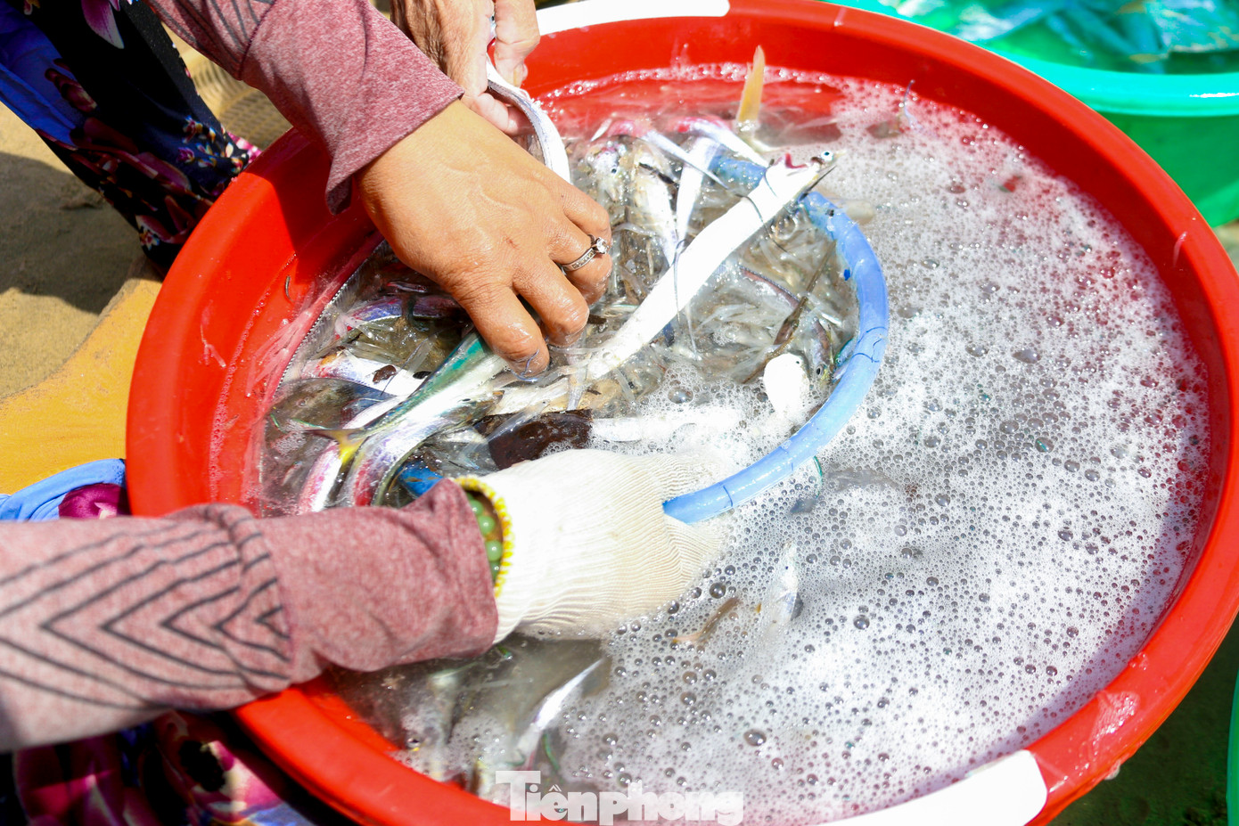 Nhiều loại cá mắc lưới là cá cơm, cá hố, cá liệt và cả mực.