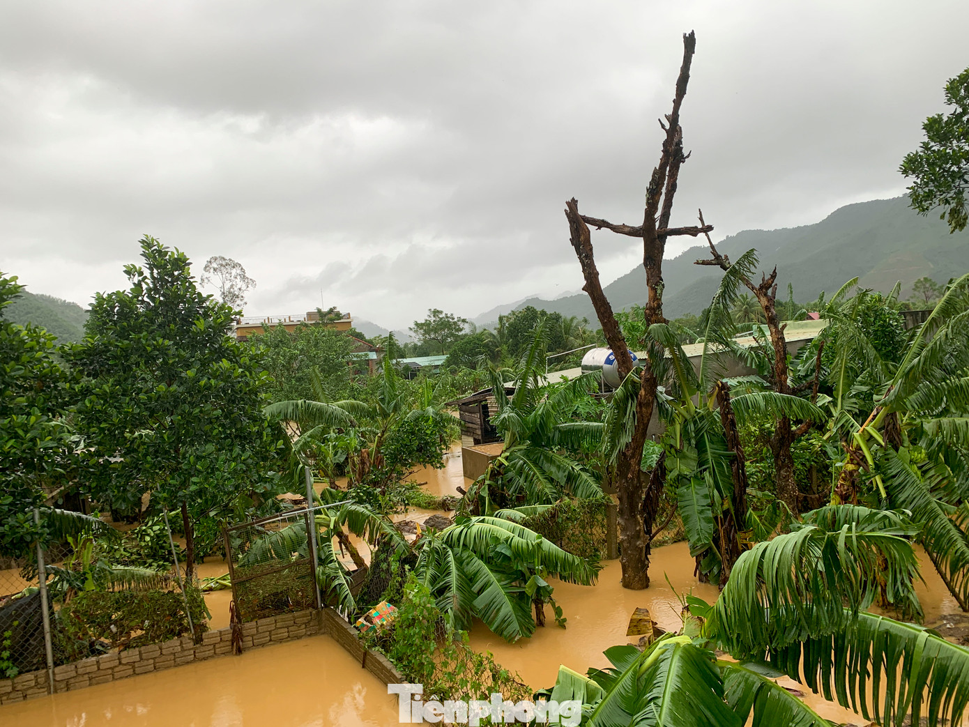 Nhiều hecta hoa màu, cây trồng của người dân bị gãy đổ, ngập nặng.