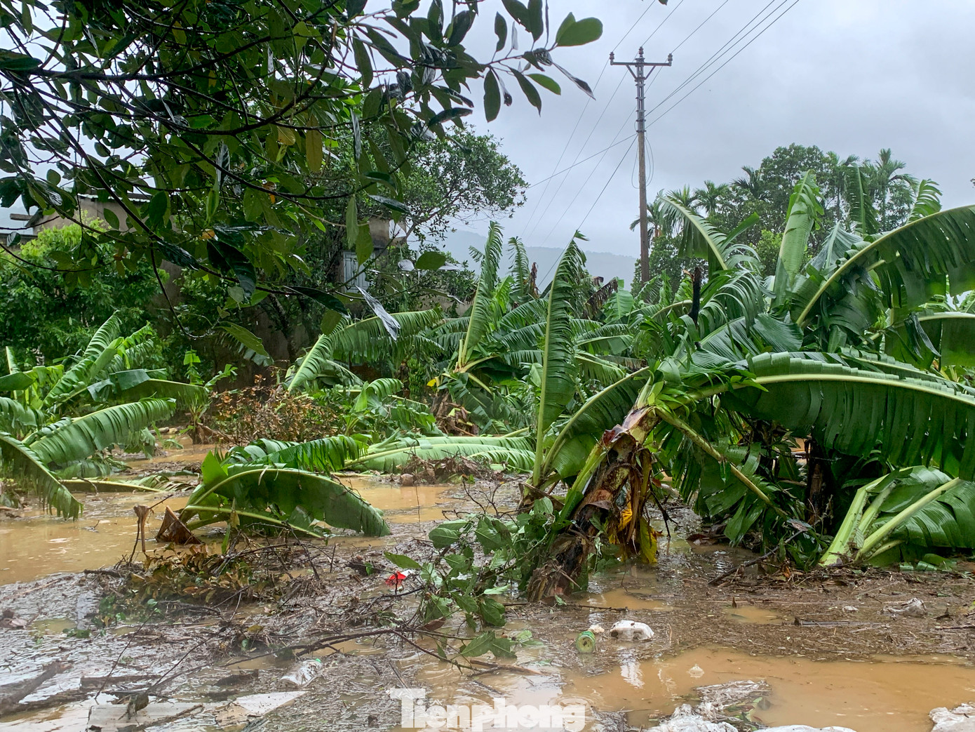 Nhiều hecta hoa màu, cây trồng của người dân bị gãy đổ, ngập nặng.