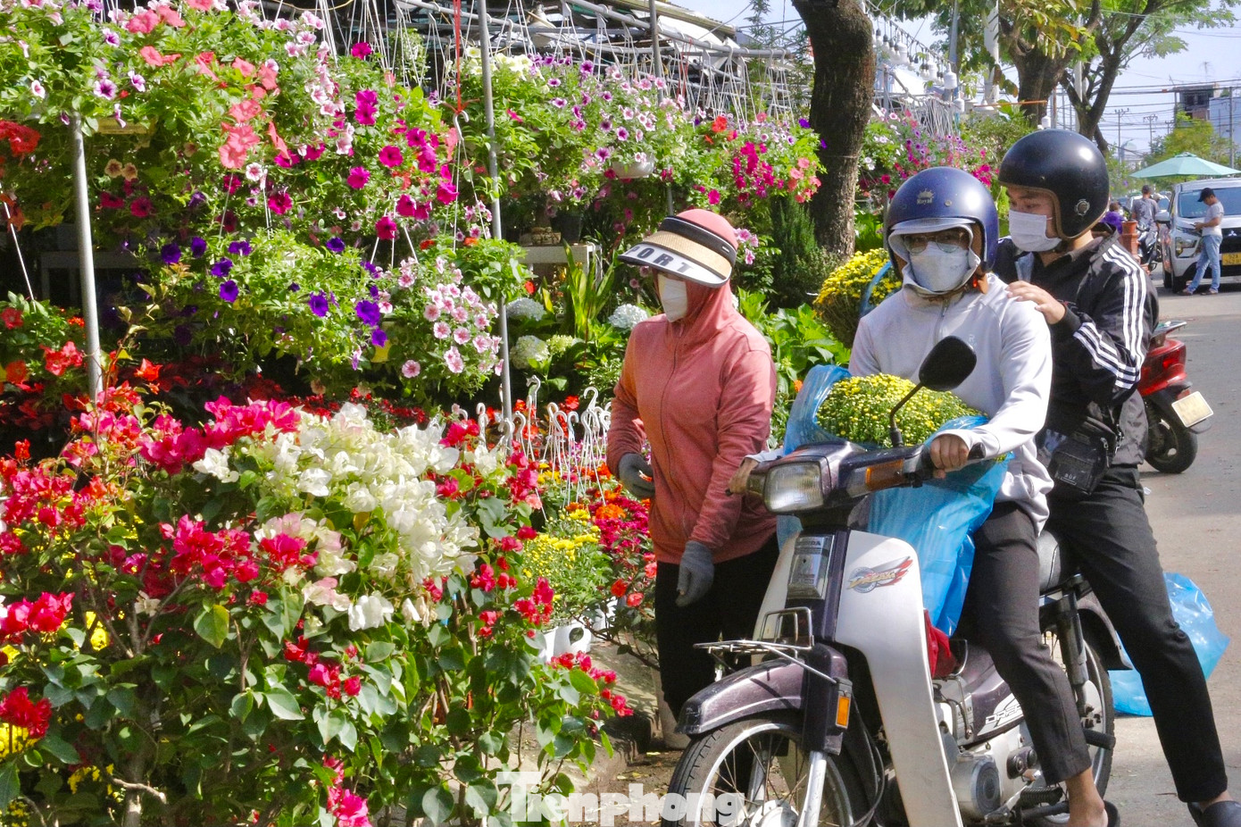 Những chậu cúc mâm xôi được nhiều người mua về nhà chưng Tết.