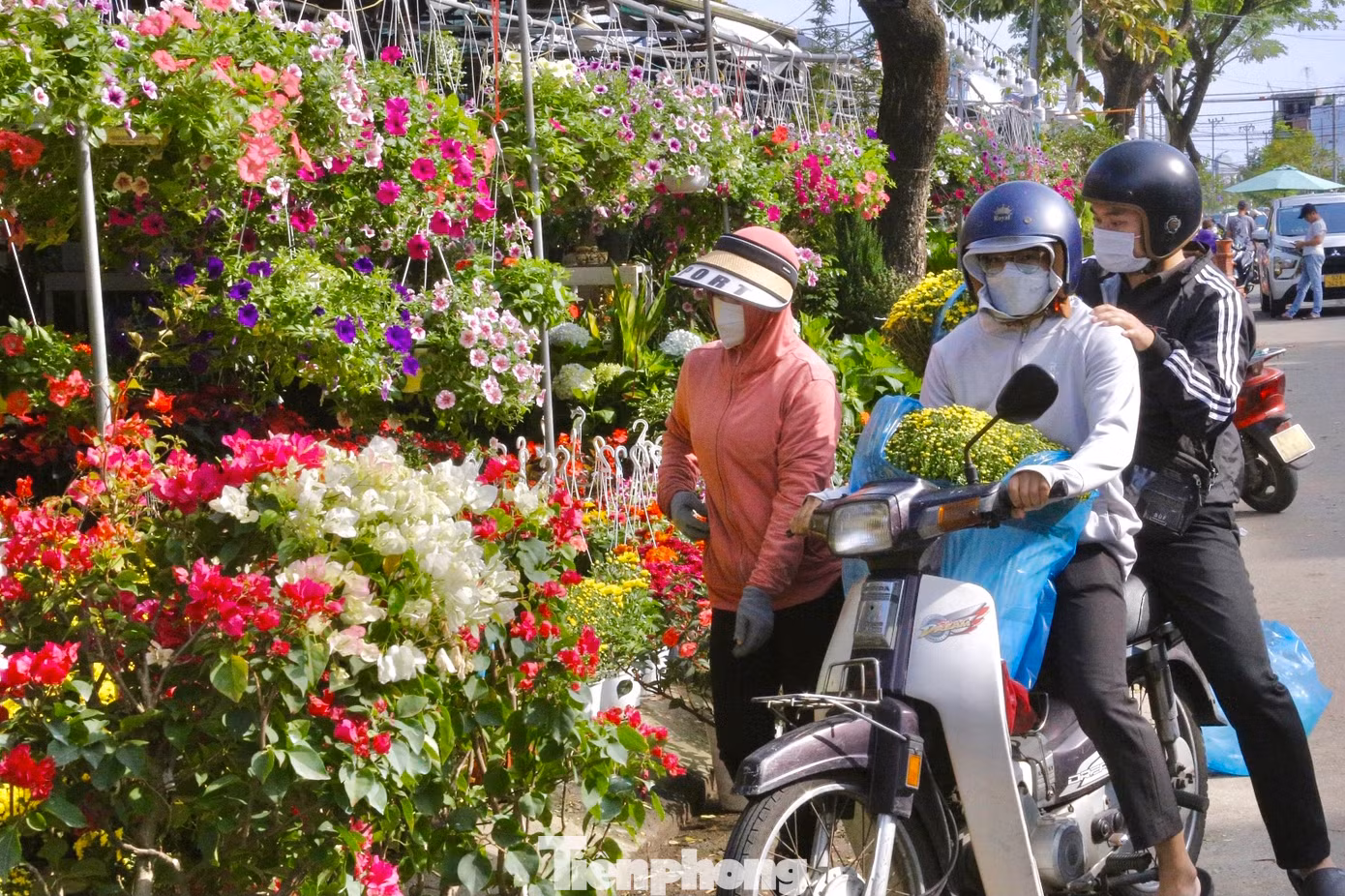 Những chậu cúc mâm xôi được nhiều người mua về nhà chưng Tết.