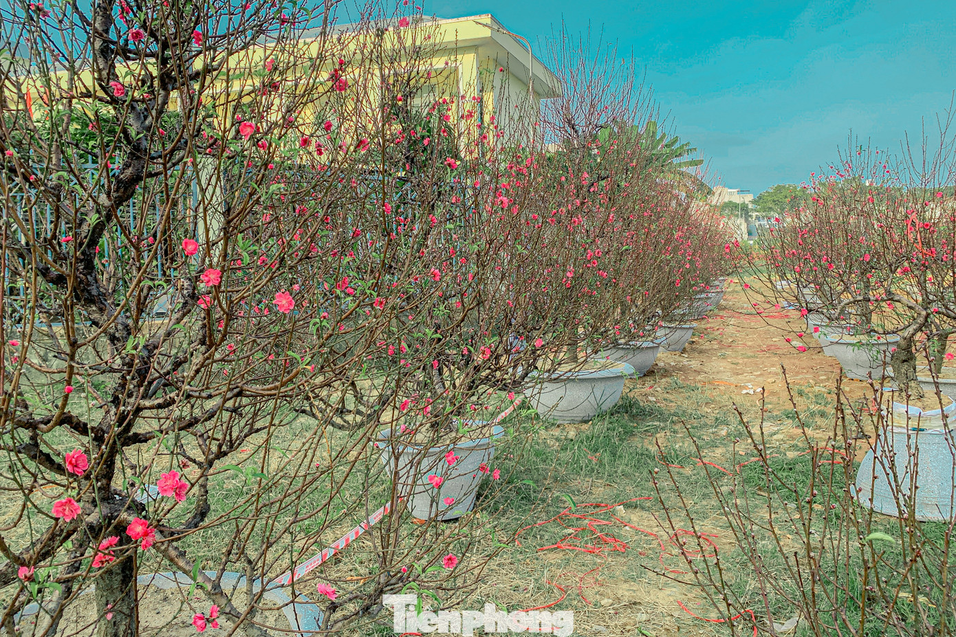 Những chậu hoa đào trên đường Hoàng Thị Loan (quận Liên Chiểu) cũng khoe sắc rực rỡ.