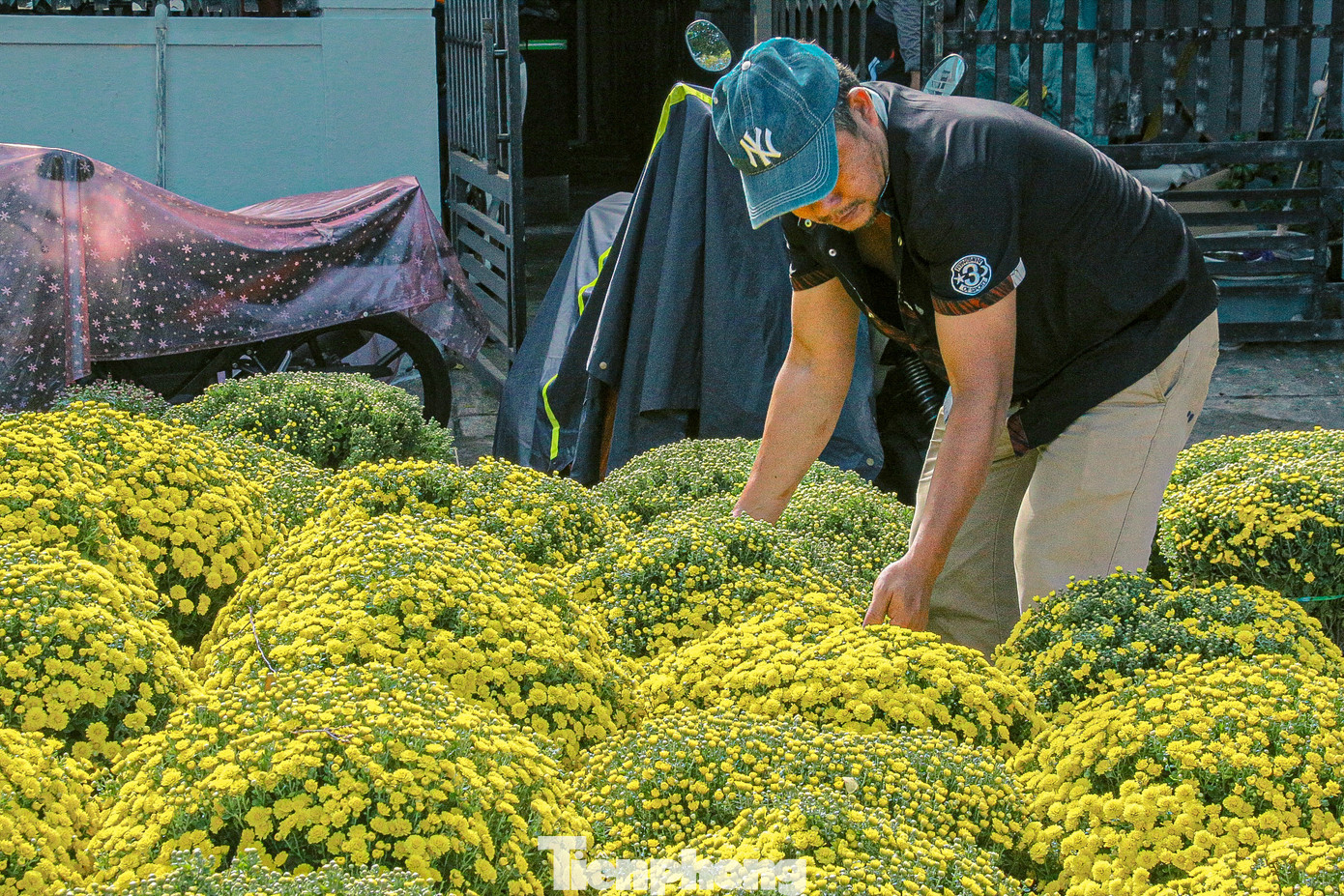 Những chậu cúc mâm xôi được nhiều người mua về nhà chưng Tết.